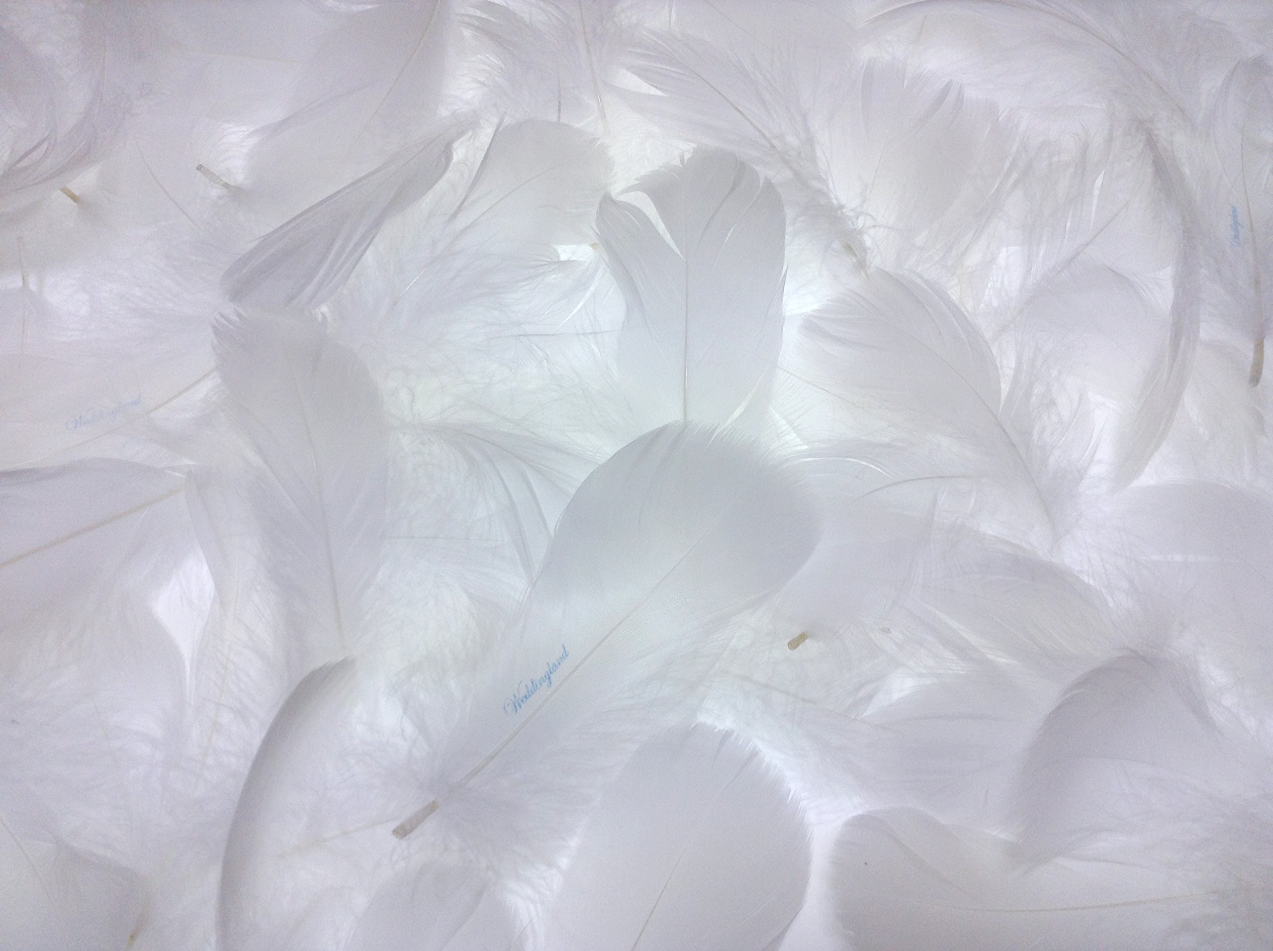 Amazon.co.jp: （ウエディングランド）WEDDINGLAND 羽シャワー