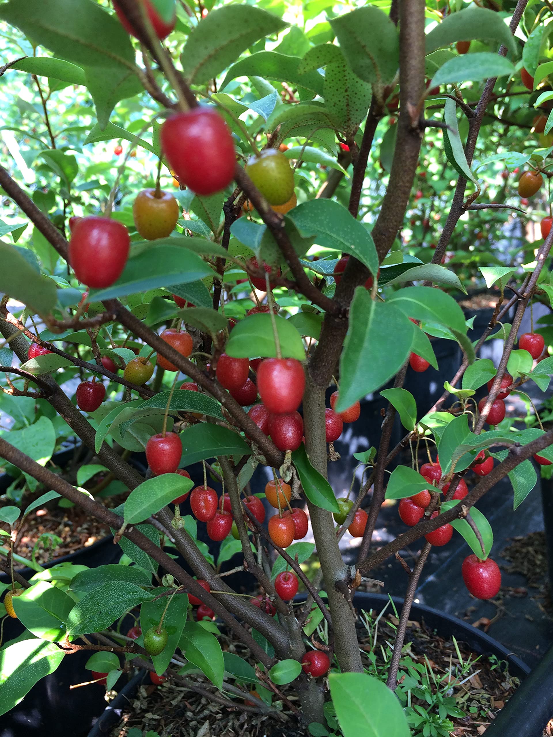 Goumi Beeren Sweet Scarlet Pflanze, Goumibeere, Goumi Berry