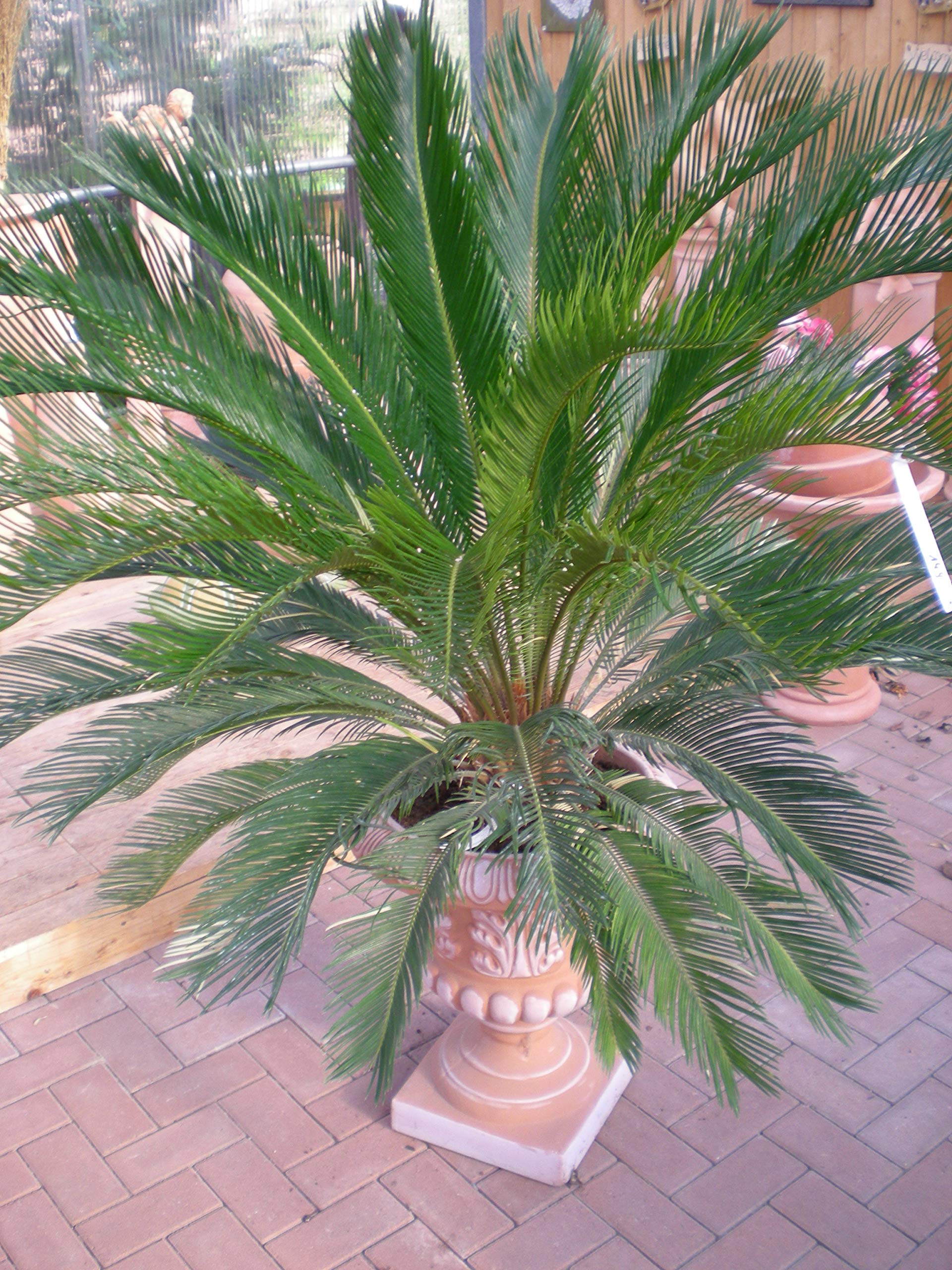 Abono para palmeras al aire libre, 3 kg