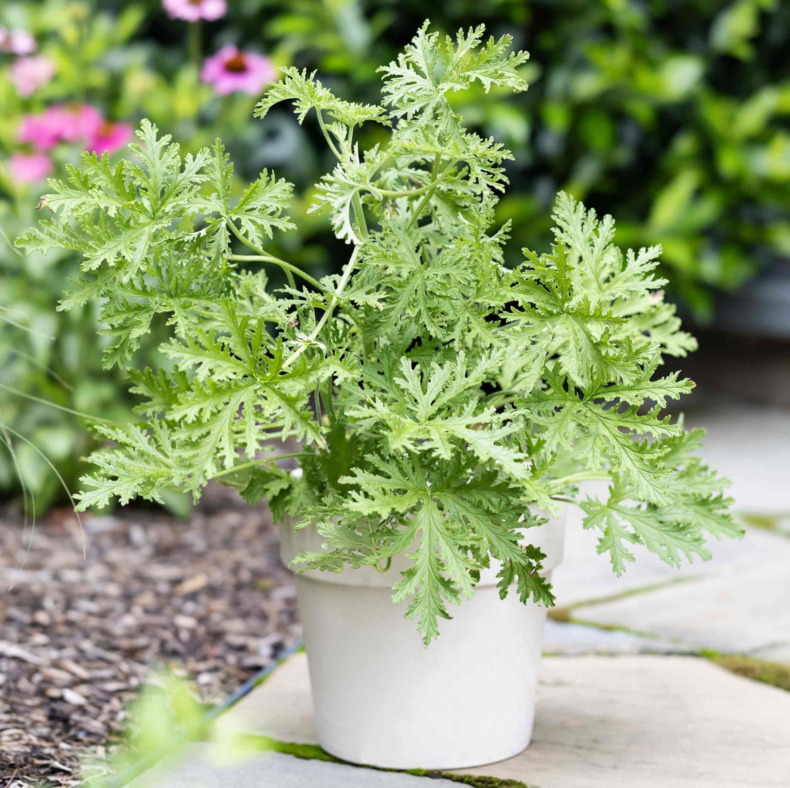 Amazon.com : 1500 Citronella Plant Seeds Garden Home Plant Seeds