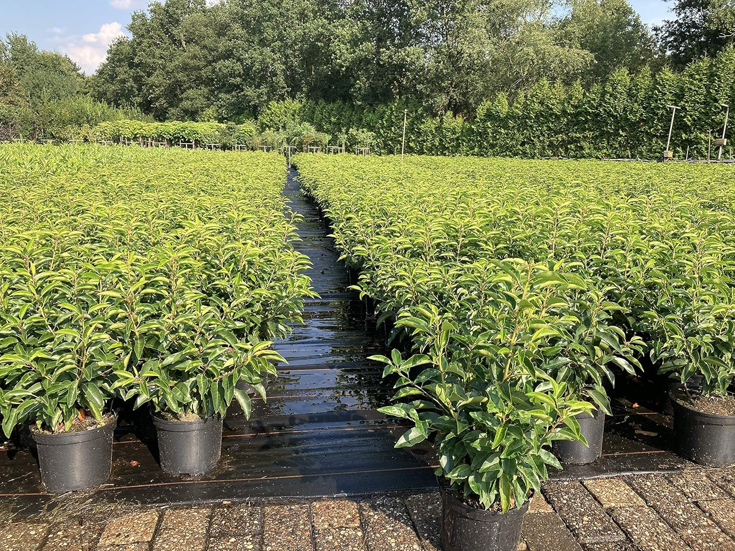 30st. Portugiesischer Kirschlorbeer 40-60cm im Topf Kirschlorbeer Prunus lusitanica 'Angustifolia' Lorbeer Gartenhecke Sichtschutz Heckenpflanzen