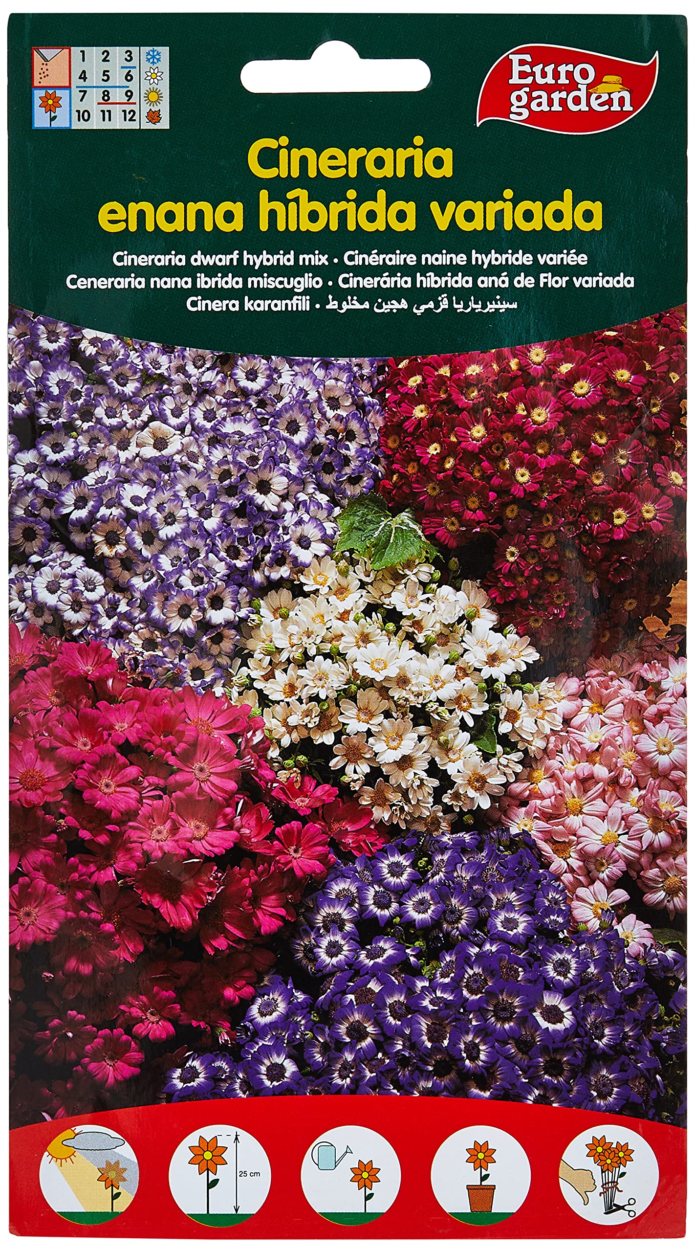 Euro Garden Varied Hybrid Dwarf Cineraria Flower Seeds