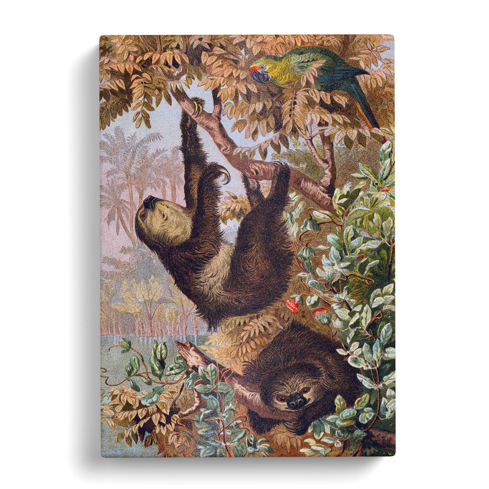 Brehms Tierlben Sloth Canvas Print, Mixed, 25L x 50W cm - Image 2