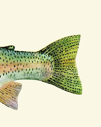 Miniatura 4 de Rainbow Trout Fish Fishing Gift Wall Art Prints set of 3 Prints 8x10 - Unframed - Beautiful River lake Nature Home Room Decor Decoration LoveThePrint