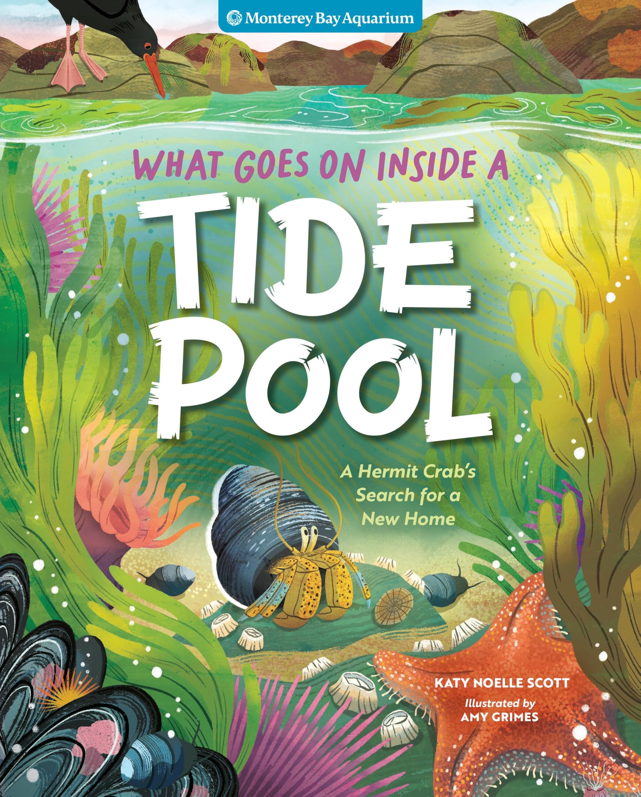 What Goes On Inside a Tide Pool: A Hermit Crab's Search for a New Home