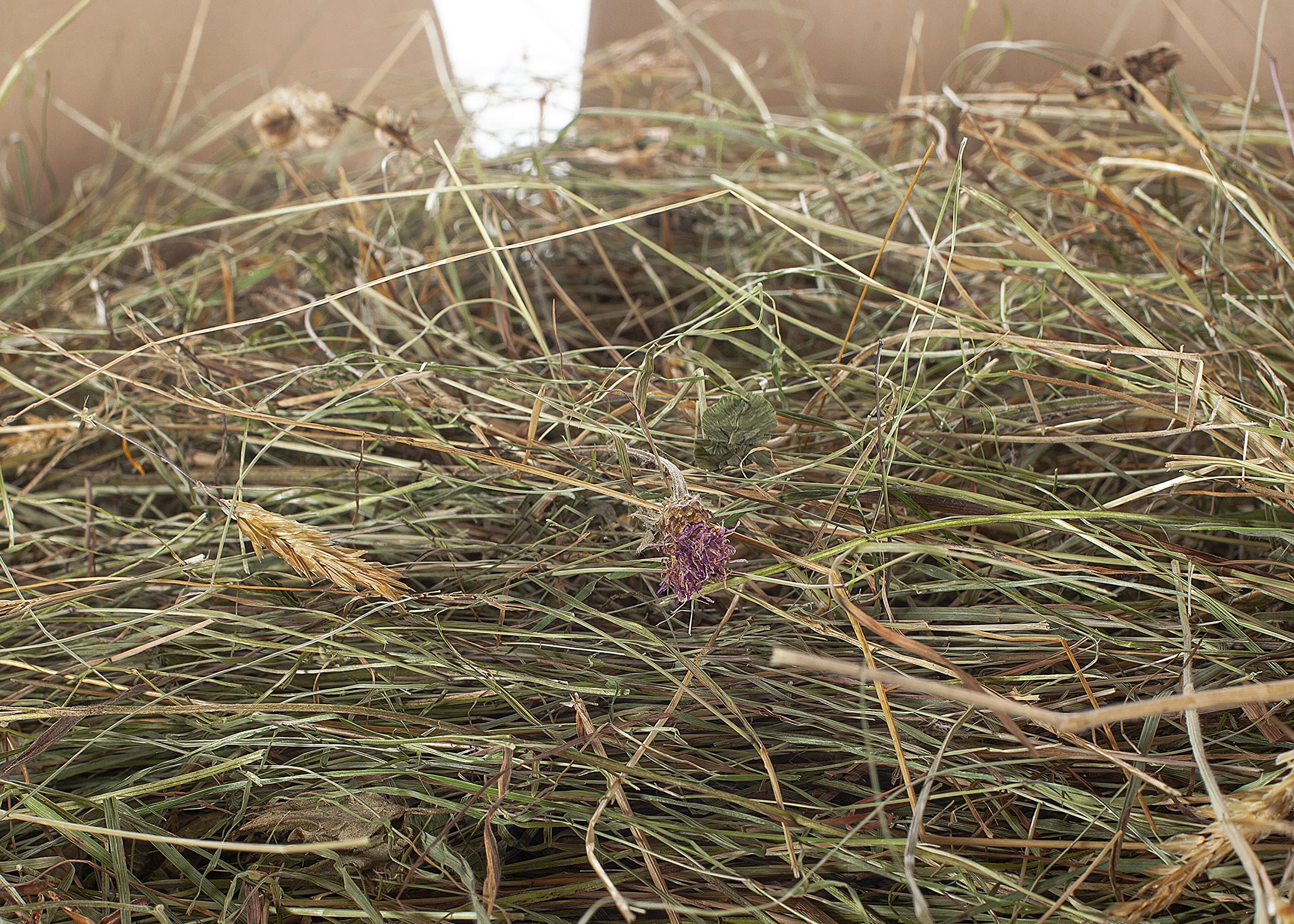 5kg frisches Wiesenheu 1.Schnitt direkt ab Hof Futter für Meerschweinchen Kaninchen Nager Hamster Hasen