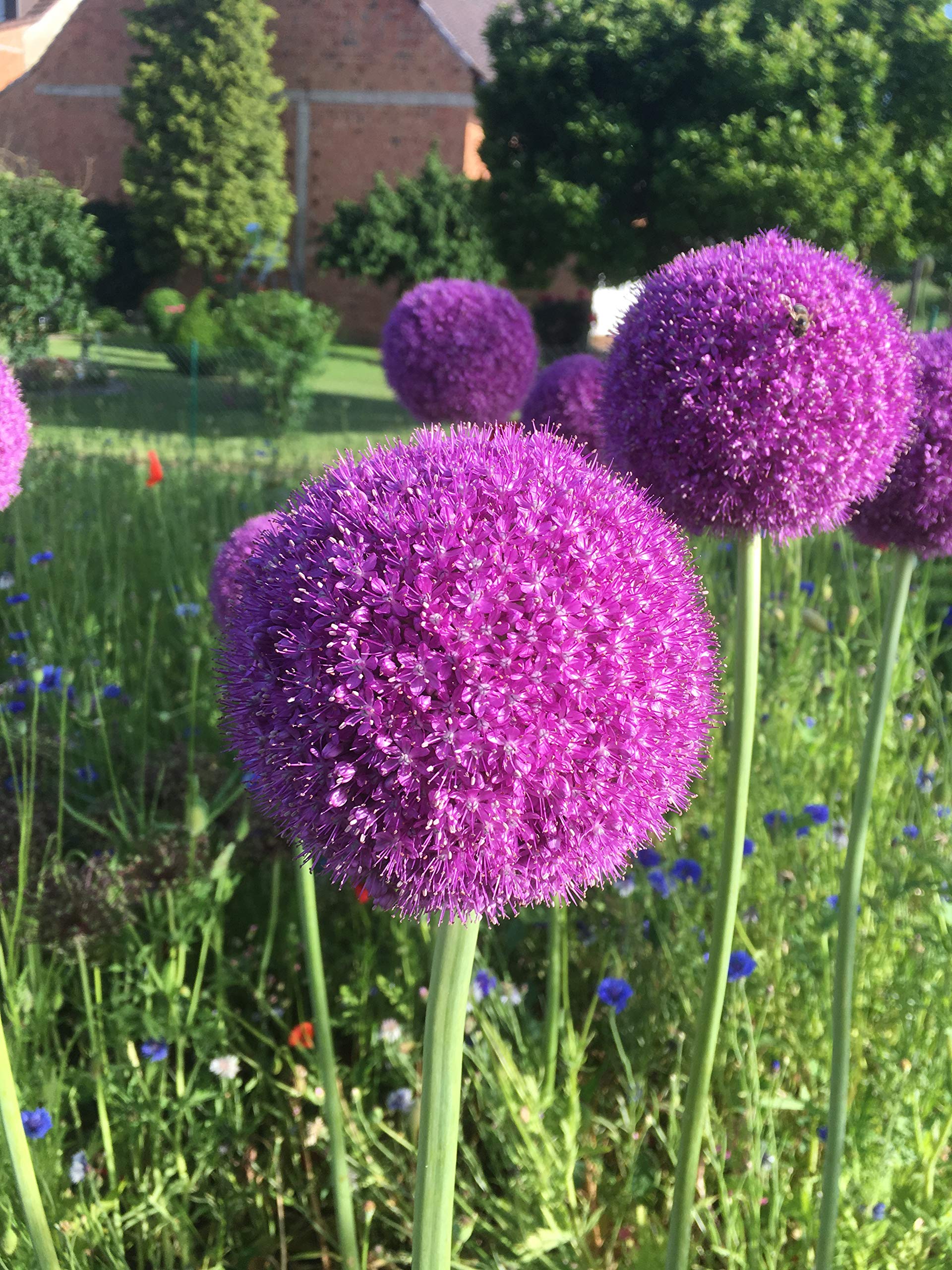Blumenzwiebeln Alliumzwiebeln Allium Ambassador (5 Zwiebeln)