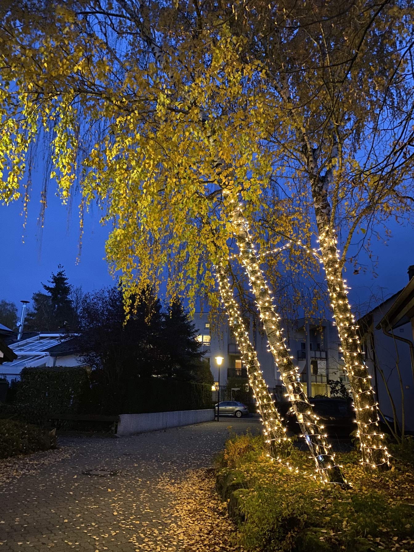 Série Profi- Guirlande Lumineuse LED de Base avec Câble d'alimentation, 10m, 100 LED Blanc Chaud, Lumière Constant, Prolongable, Extra Robuste, Système professionnel, Extérieur et Intérieur