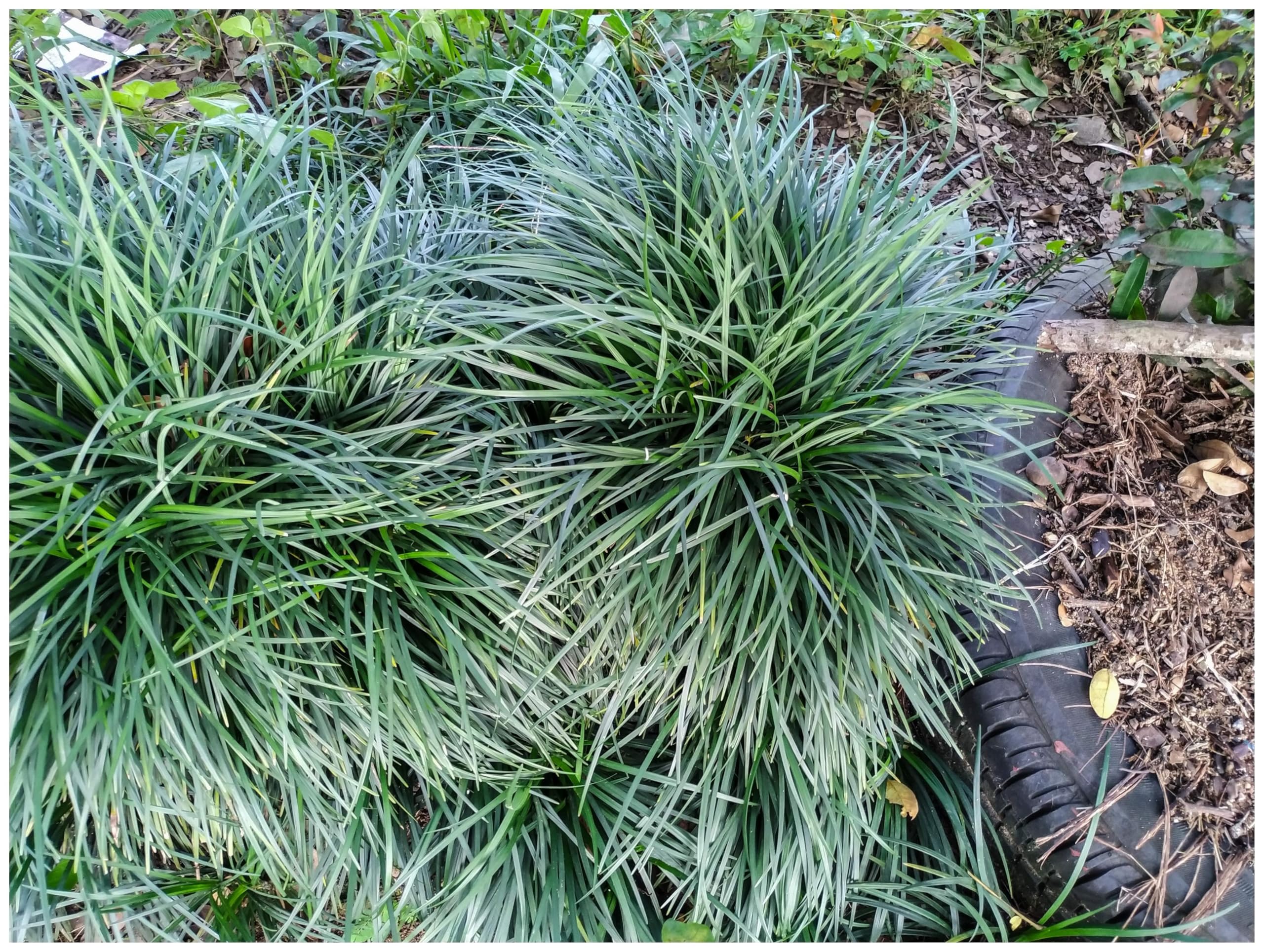 Stauden Gänge 100 x Ophiopogon japonicus 'Sparkler' winterhart