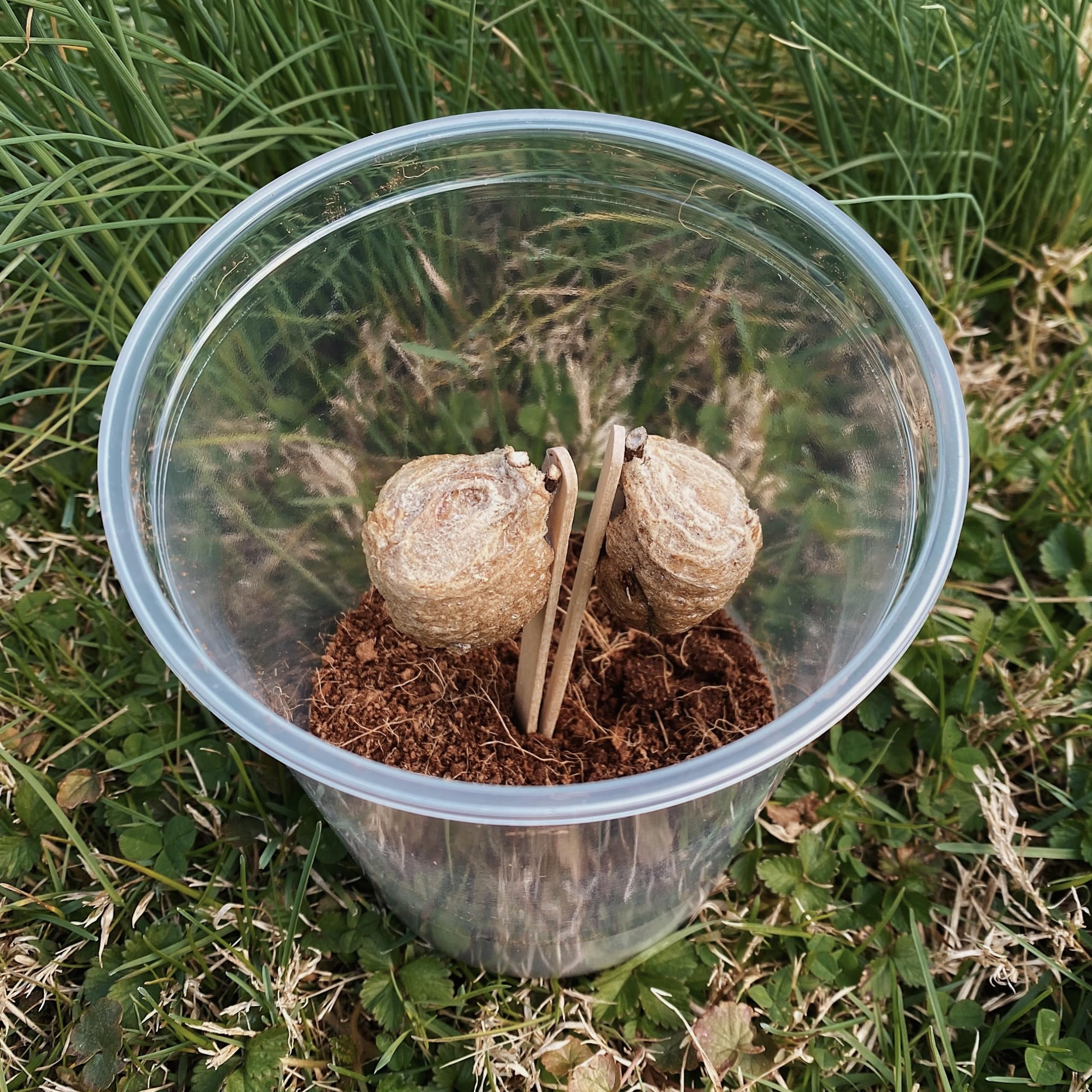 Kit de incubación de huevos Mantis chinos, 2 huevos frescos para la temporada