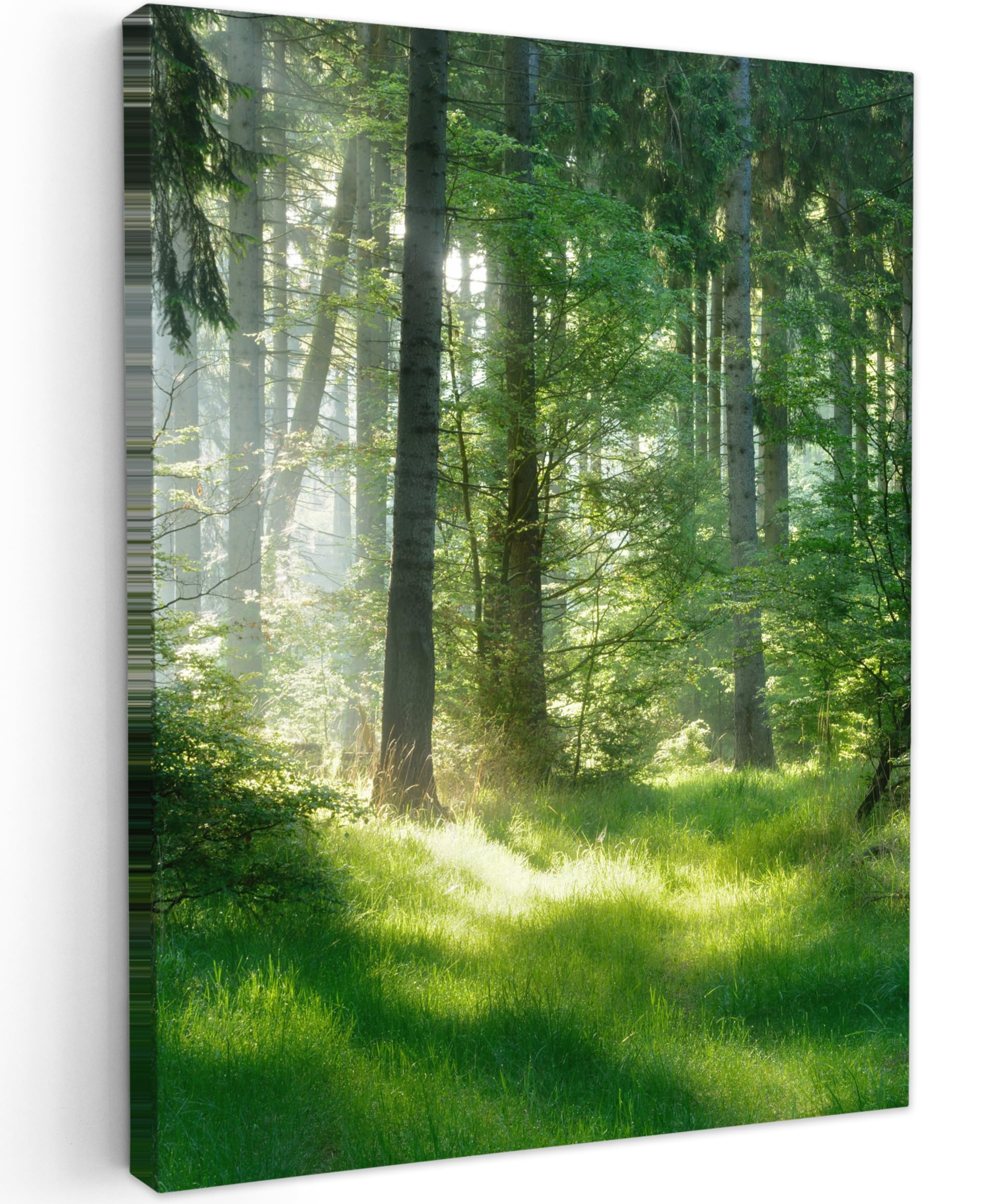MuchoWow© Leinwände 50x70 cm Wall Decoration Bilder Schlafzimmer Deko Pictures Canvas Painting Wanddekoration Wohnzimmer Wandbilder Bild Wald - Natur - Bäume - Grün - Sonne - Gras - Pflanzen
