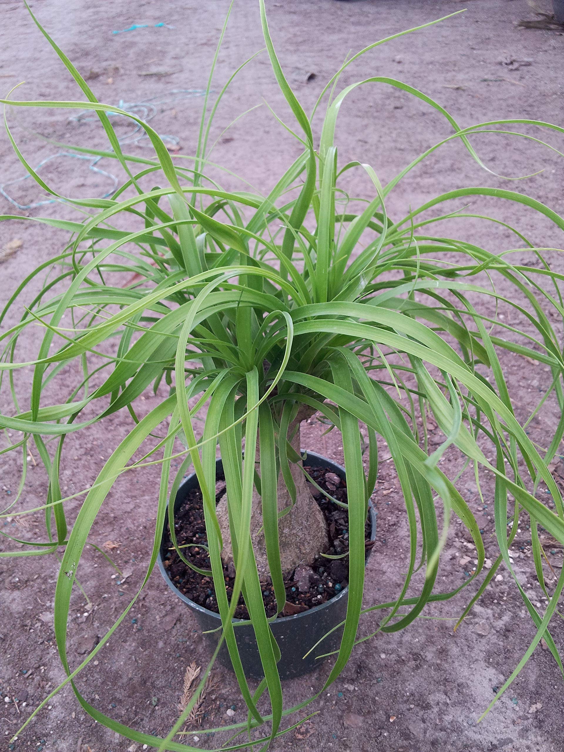 Amazon.com : Ponytail Palm - Live Plant in an 8 Inch Pot