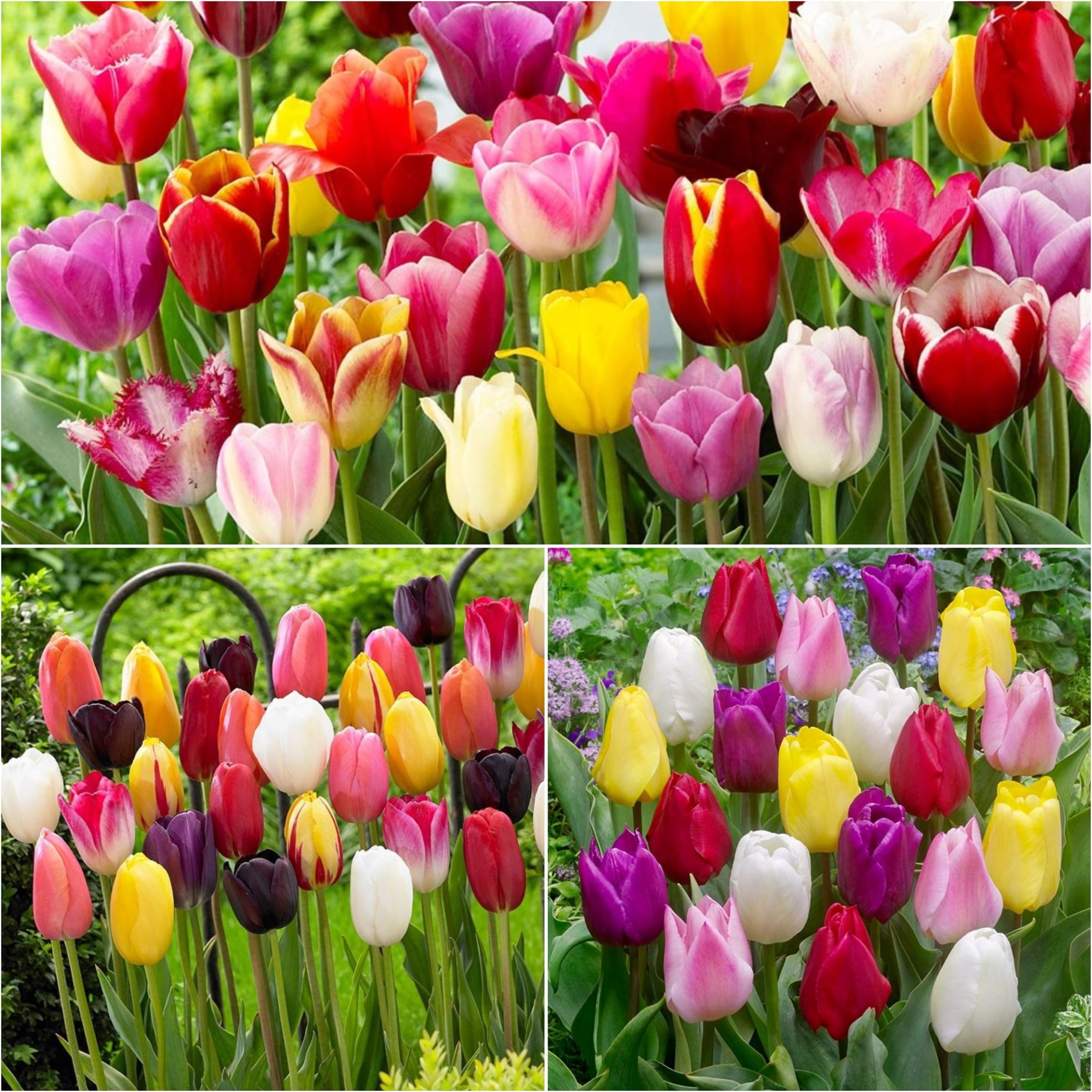 Woodland bulbs® 25 x Mixed Tulips Triumph Rainbow Tulips Bulbs Spring