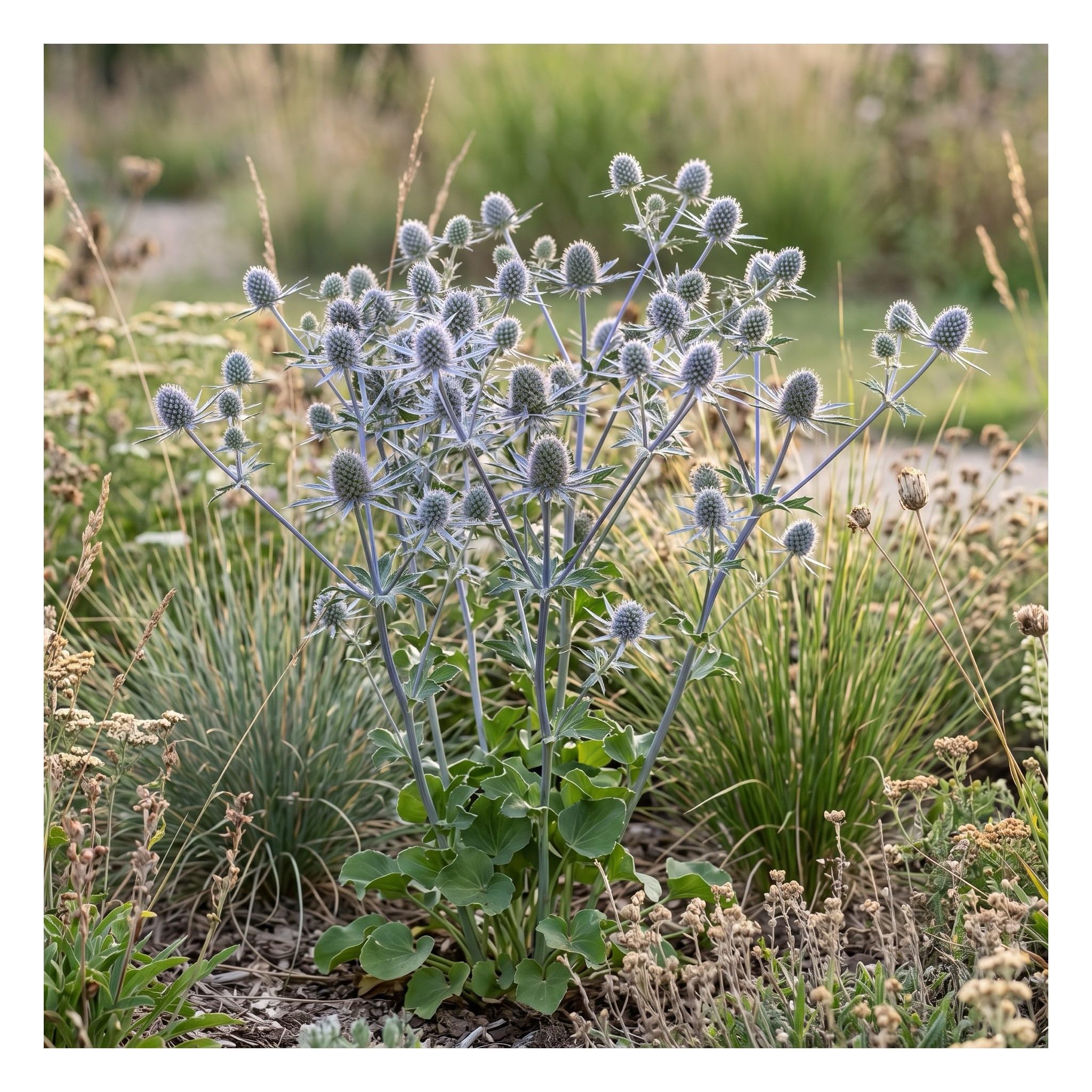 Stauden Gänge 10 x Eryngium planum Flachblatt-Mannstreu Edeldistel