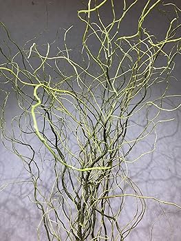 Amazon|雲龍柳 ウンリュウヤナギ 5本セット うんりゅうやなぎ Amazon|雲龍柳 ウンリュウヤナギ 5本セット うんりゅうやなぎ