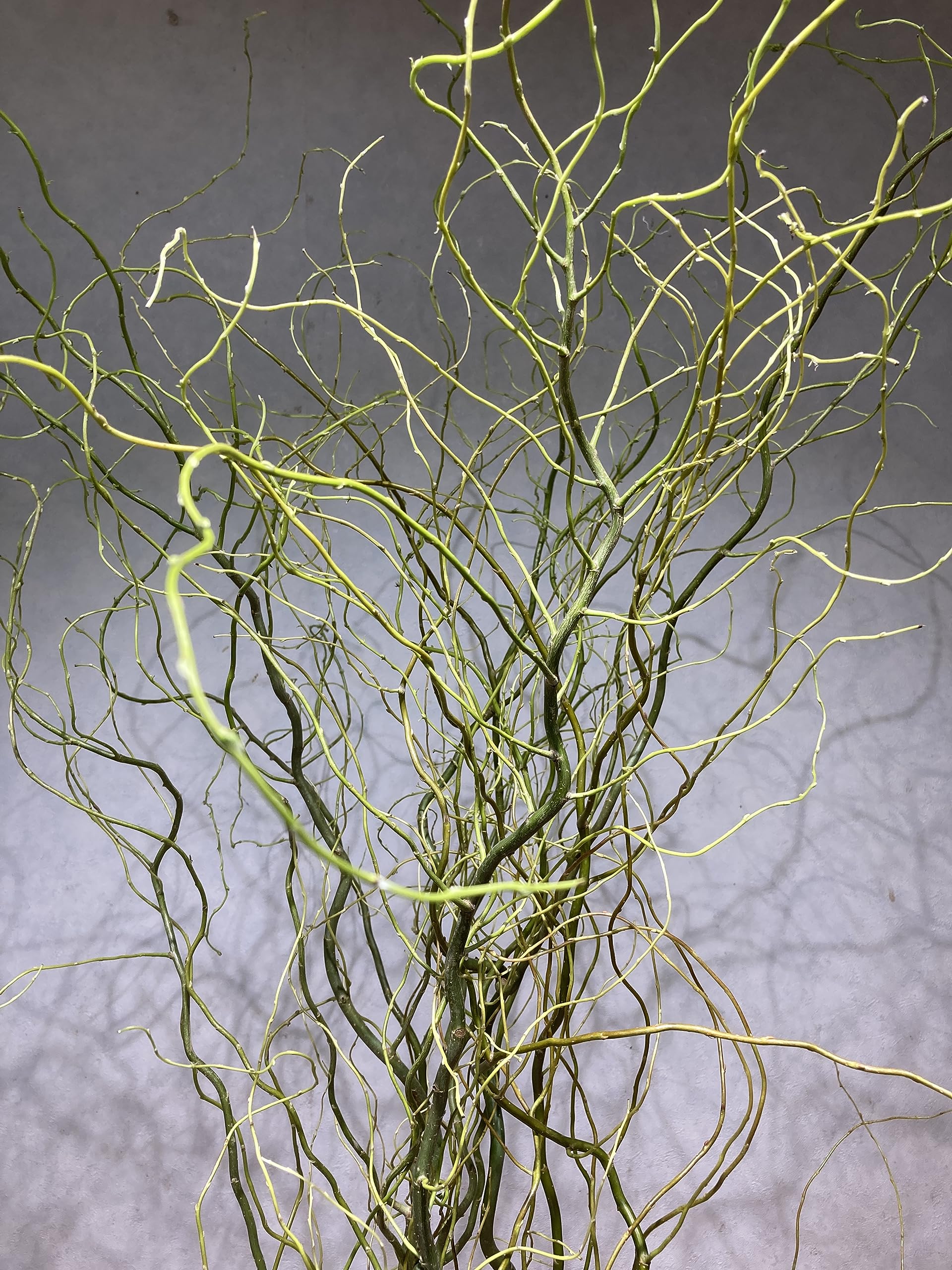 雲竜柳　ウンリュウヤナギ　大きめカット Amazon｜雲龍柳 ウンリュウヤナギ 5本セット うんりゅうやなぎ