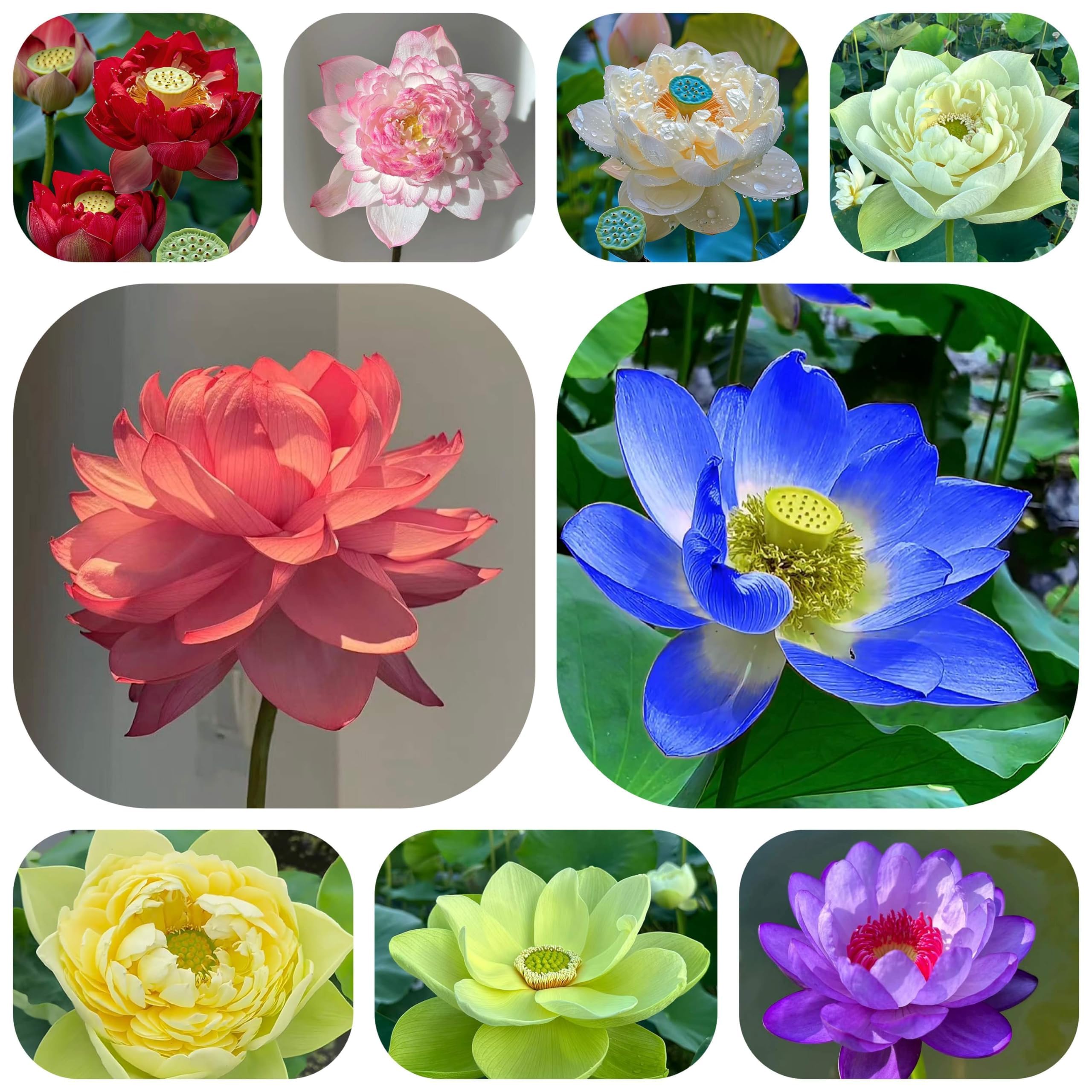 100 PCS Mixed Colour Bowl Lotus