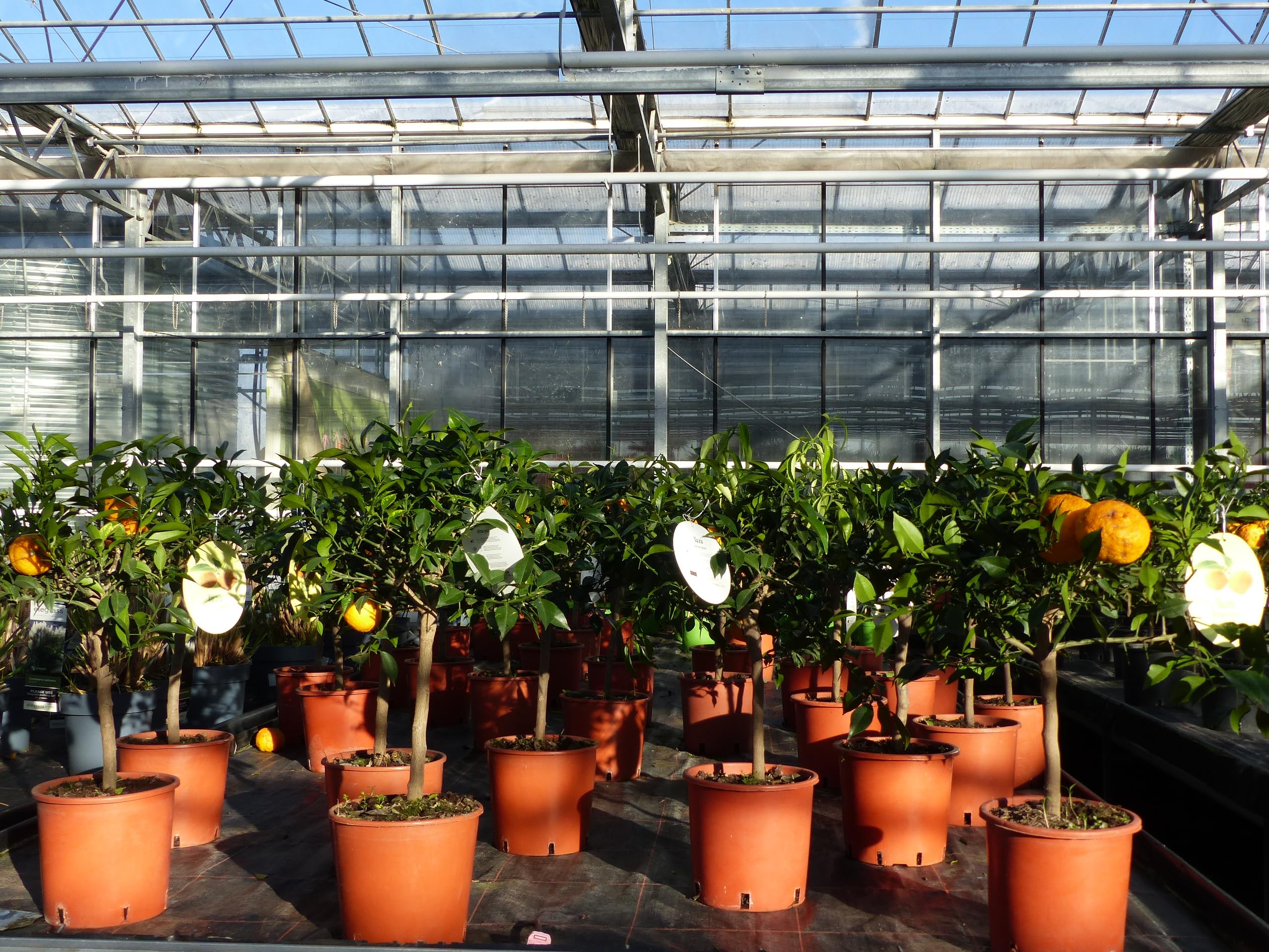 Citrus Yuzu 70-80 cm, Zitronenbaum Zitrone, japanische Zitrone, winterhart