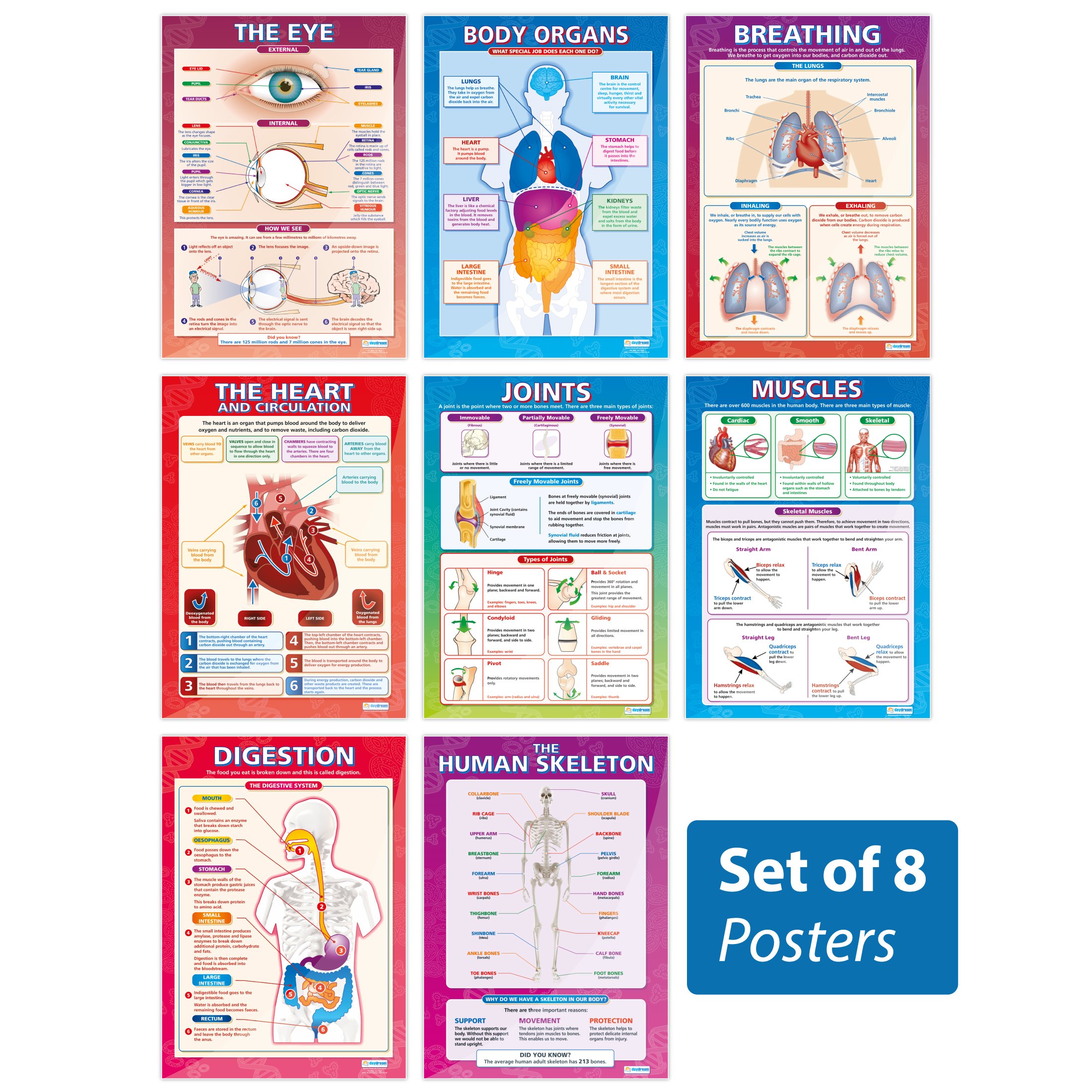 Buy Elementary Anatomy Pack Set of 8 Science Classroom s