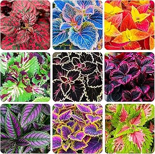 Rainbow Coleus Seeds for Planting 120PCS– Bright Multicolor Leaf Plant...