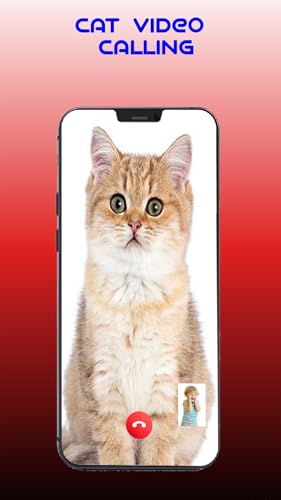 A Call From Cat Video Calling