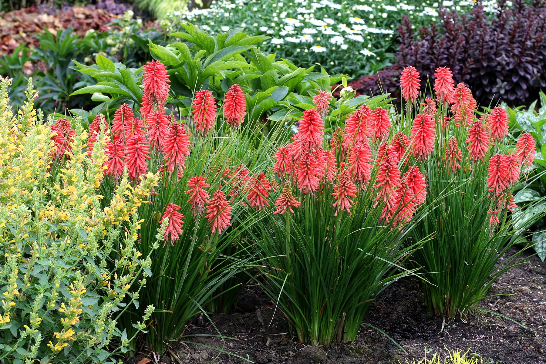 Stauden Gänge 3 x Kniphofia Kollektion Fackellilie winterhart | Fackellilie – winterharte Staude & Dauerblüher für sonnige Beete, mehrjährig, bienenfreundlich, 1 L Topf (11x11 cm)