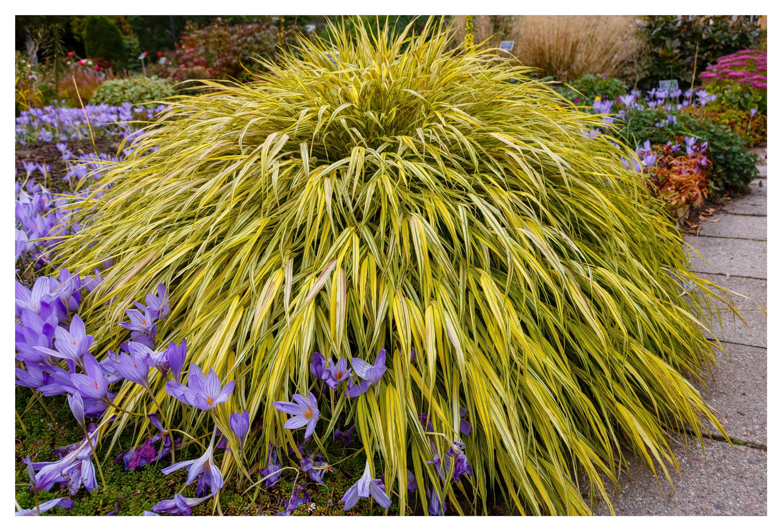 Japanese Grass Ground Cover Grow Plants Under Evergreens | Arborist