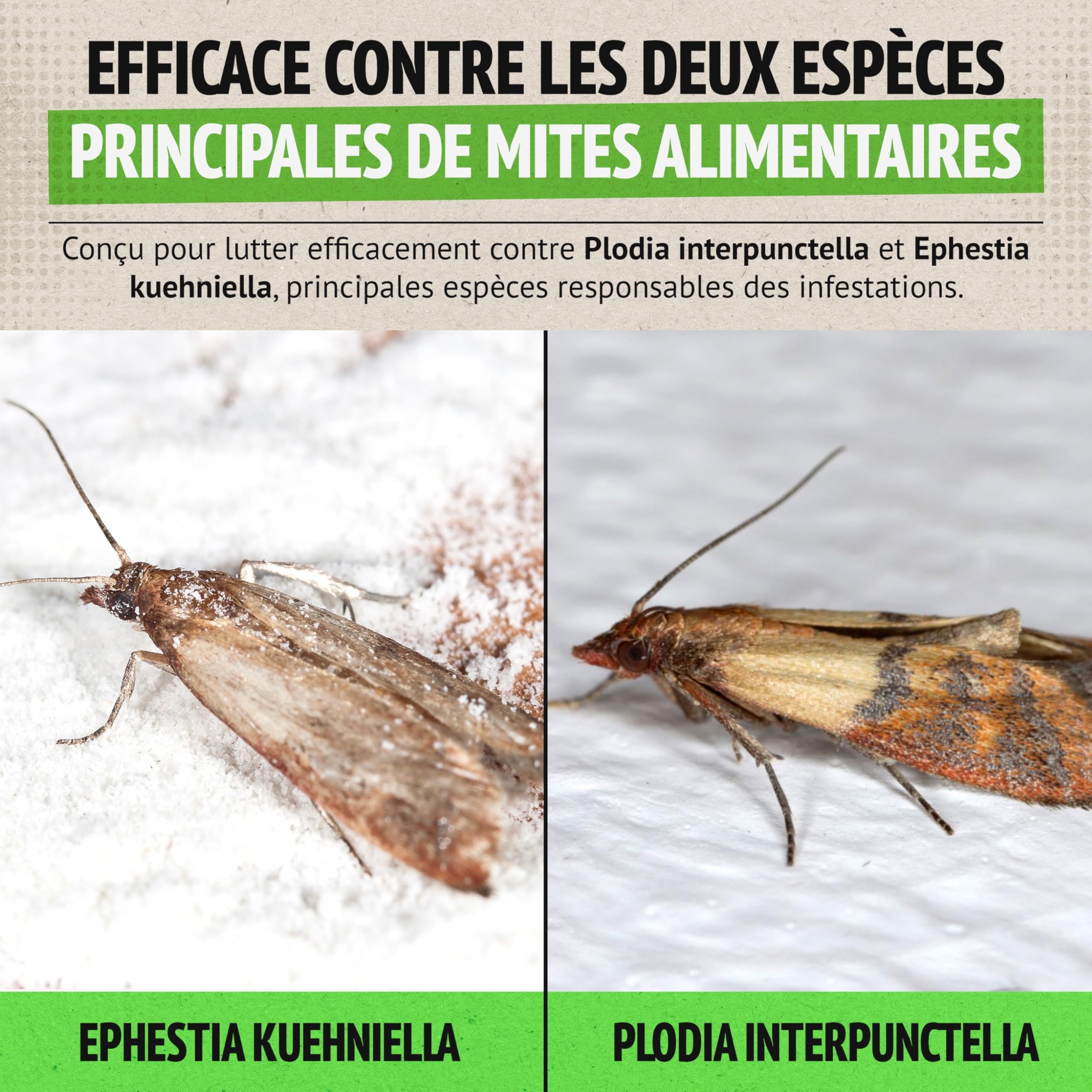 Super Ninja Anti Mites Alimentaires Pack de 4 Pièges avec Phéromone Attractif Cuisine Placards Protection 3 Mois