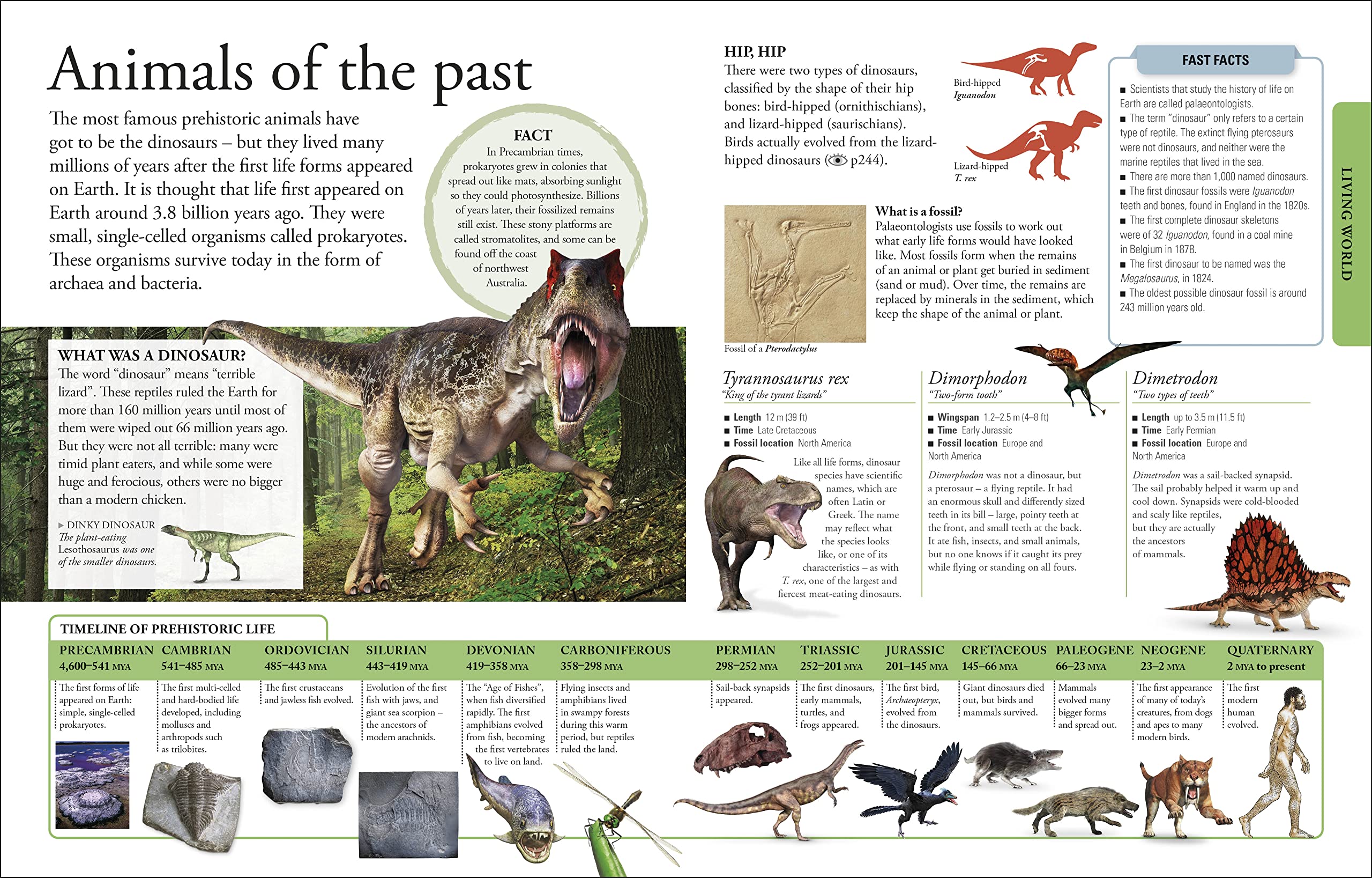 The New Children's Encyclopedia: A Visual Encyclopedia of Thousands of Facts, Stats, and Illustrations (DK Children's Visual Encyclopedia)