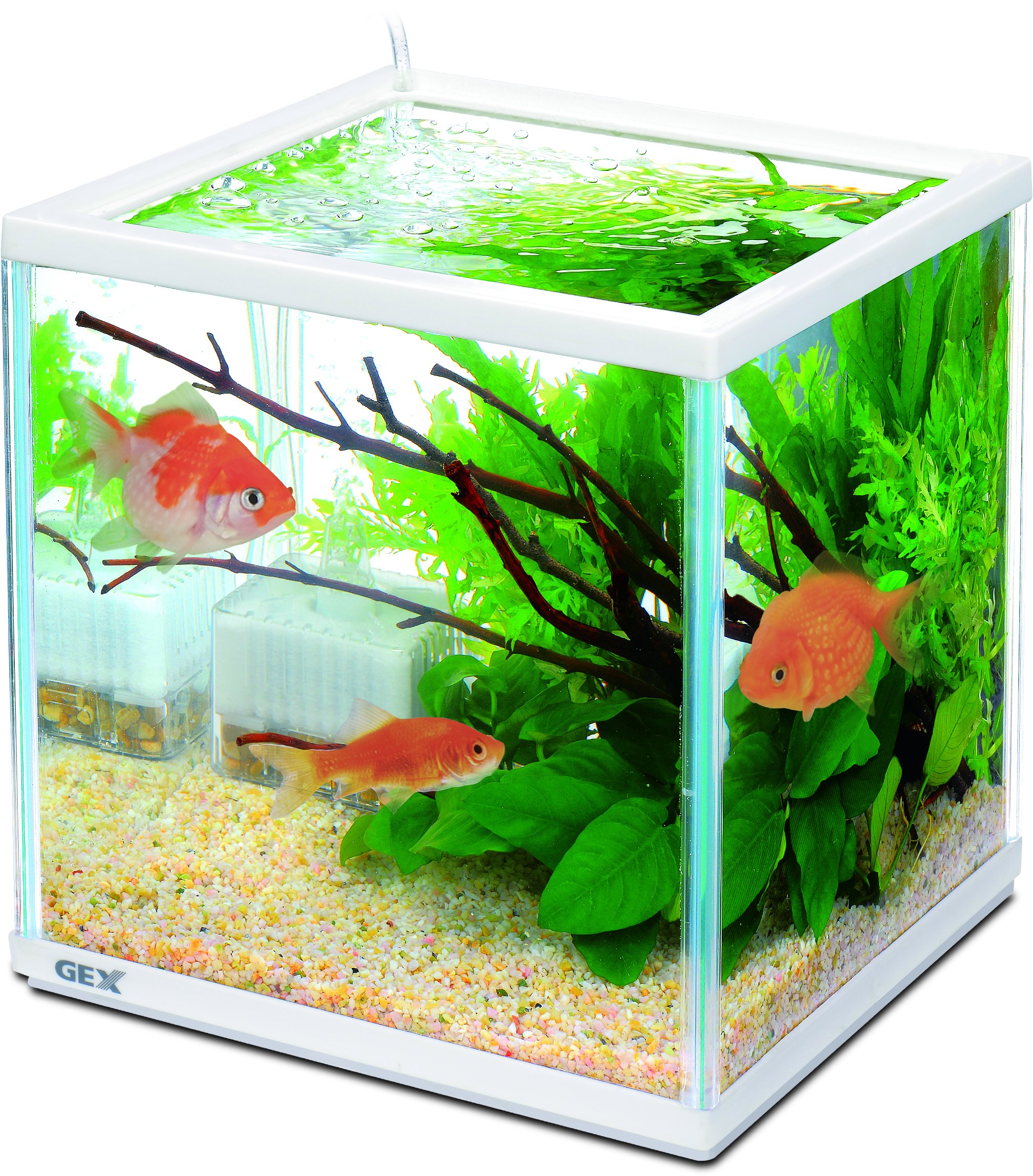 Amazon | 【在庫限り/メーカー終売】ジェックス 金魚元気 キューブ