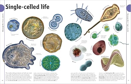 The Animal Book: A Visual Animal Kingdom Encyclopedia for Kids (DK Our World in Pictures)