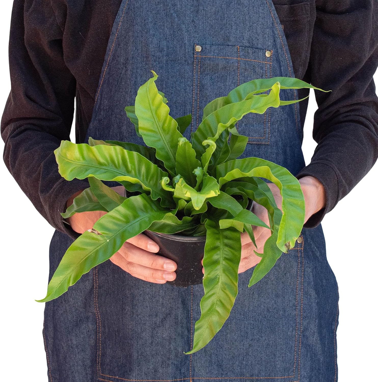Fern Bird's Nest Hurricane | Live Plant for Indoor & Outdoor | for Living Room, Office, Bathroom | (4" Pot)