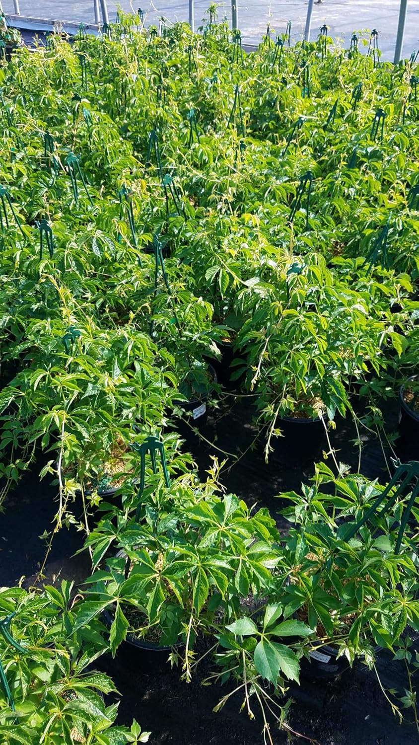 Parthenocissus tricuspidata (Boston Ivy) Vine, #2 - Size Container