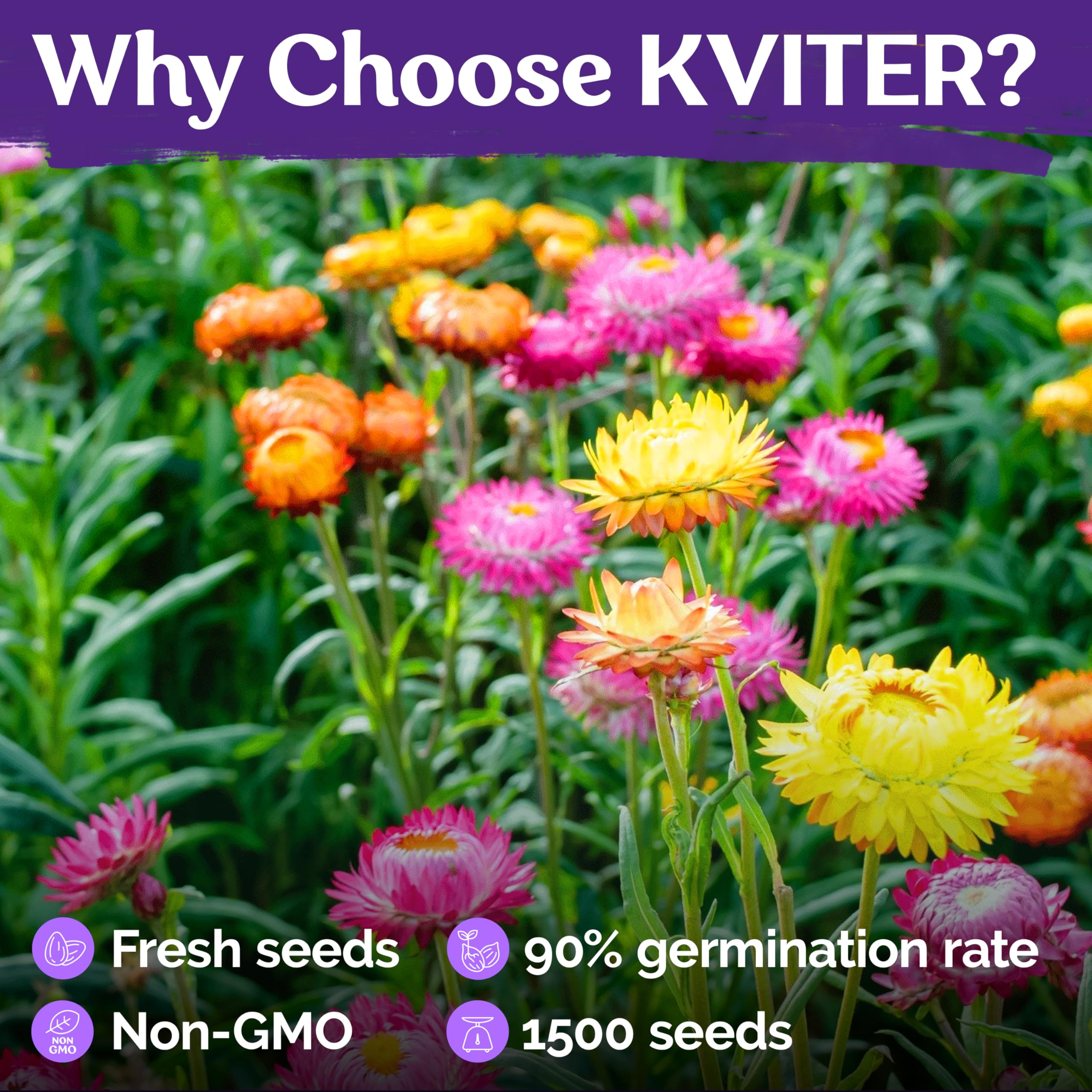 KVITER 1,500 Tall Mix Strawflower Seeds for Planting (Xerochrysum/Helichrysum Bracteatum) — Golden Everlasting Flower, Paper Daisy — Ideal Organic, Heirloom Cut Flower Seeds to Plant Outside & Drying