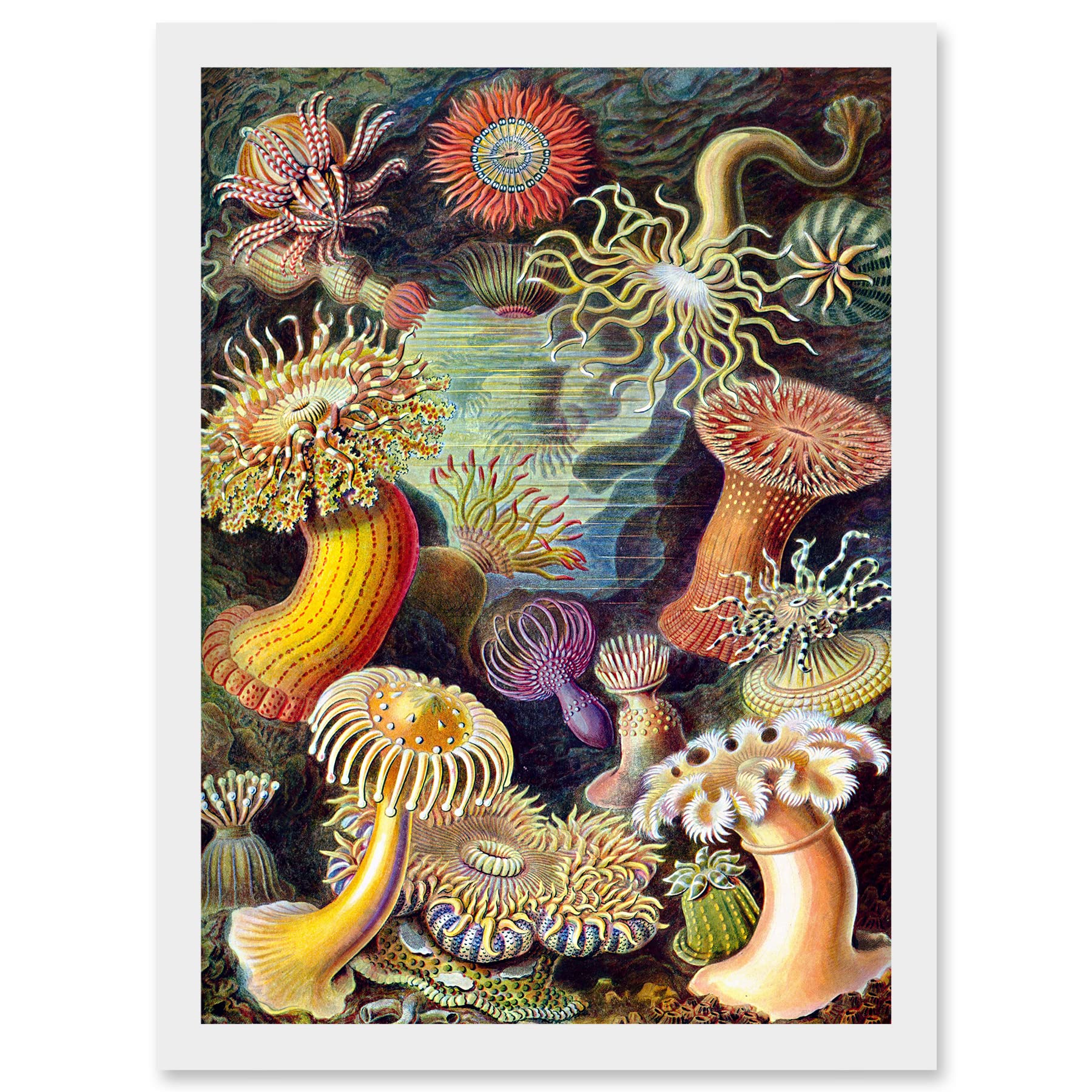 Artery8 Ernst Haeckel Botanical Sea Vintage Nature Art Biology Anemone A4 Artwork Framed Wall Art Print