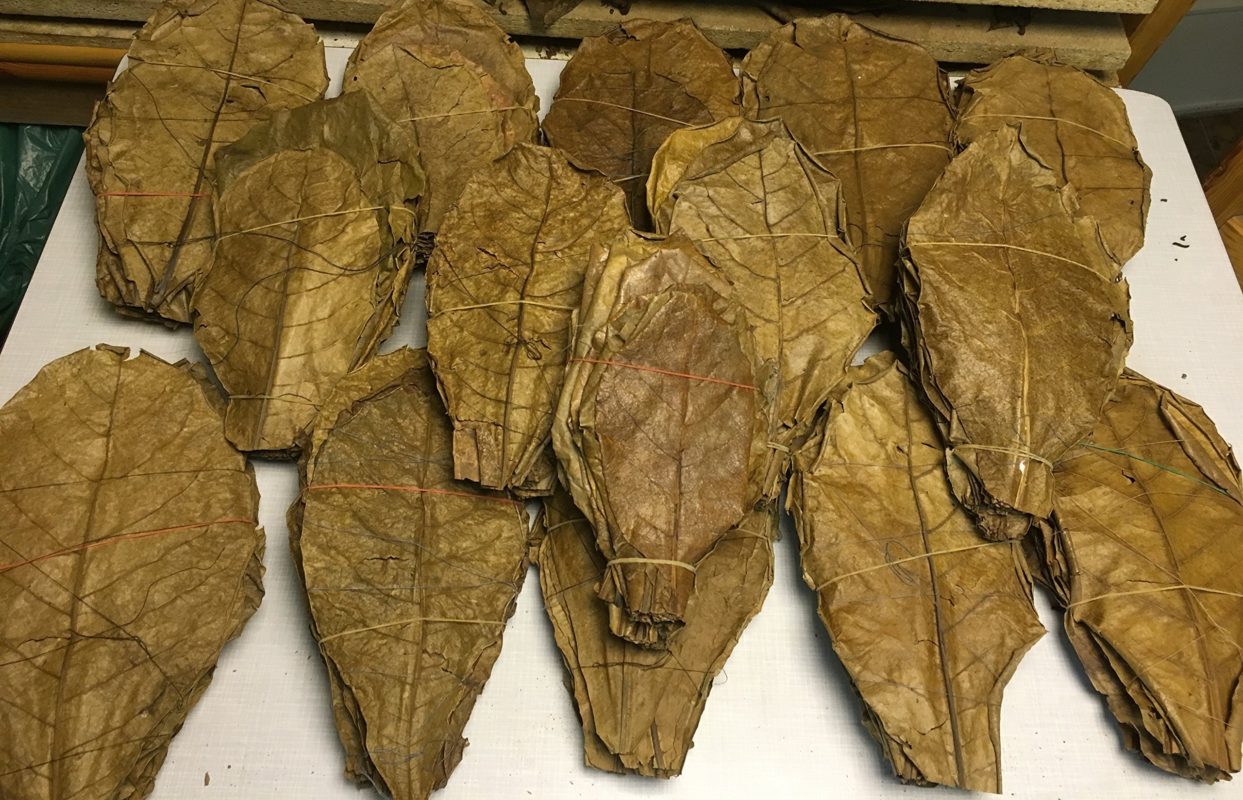 PREISHIT Premium XL Feuilles de badamier Catappa Leaves 500 g