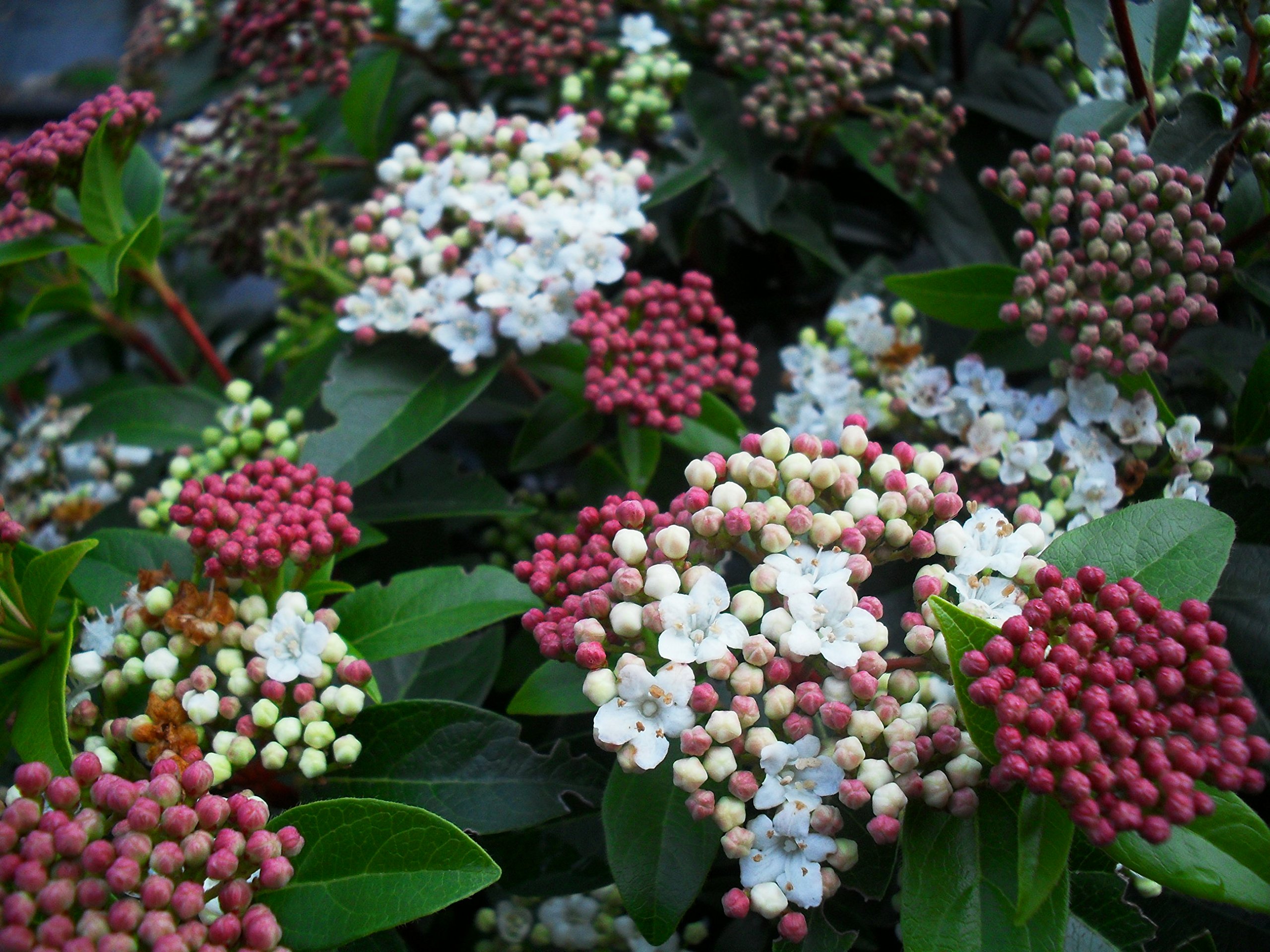 image.title Amazon.com : Viburnum Tinus Laurustinus -  Live Plants - Blooming  Evergreen Privacy Hedge : Patio, Lawn & Garden