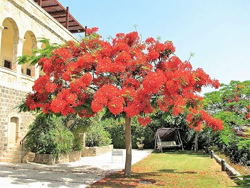 Royal Poinciana Tree Delonix Regia Aka Llama Roja Extravagante Árbol Flor Jocad (10 semillas)