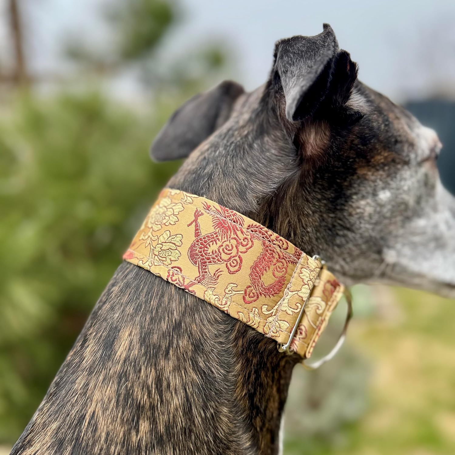 Extra Soft Martingale Dog Collar for Greyhound Saluki Whippet and Other Breeds with Similar Neck 2inch Wide (M 11inch-14inch), Orange