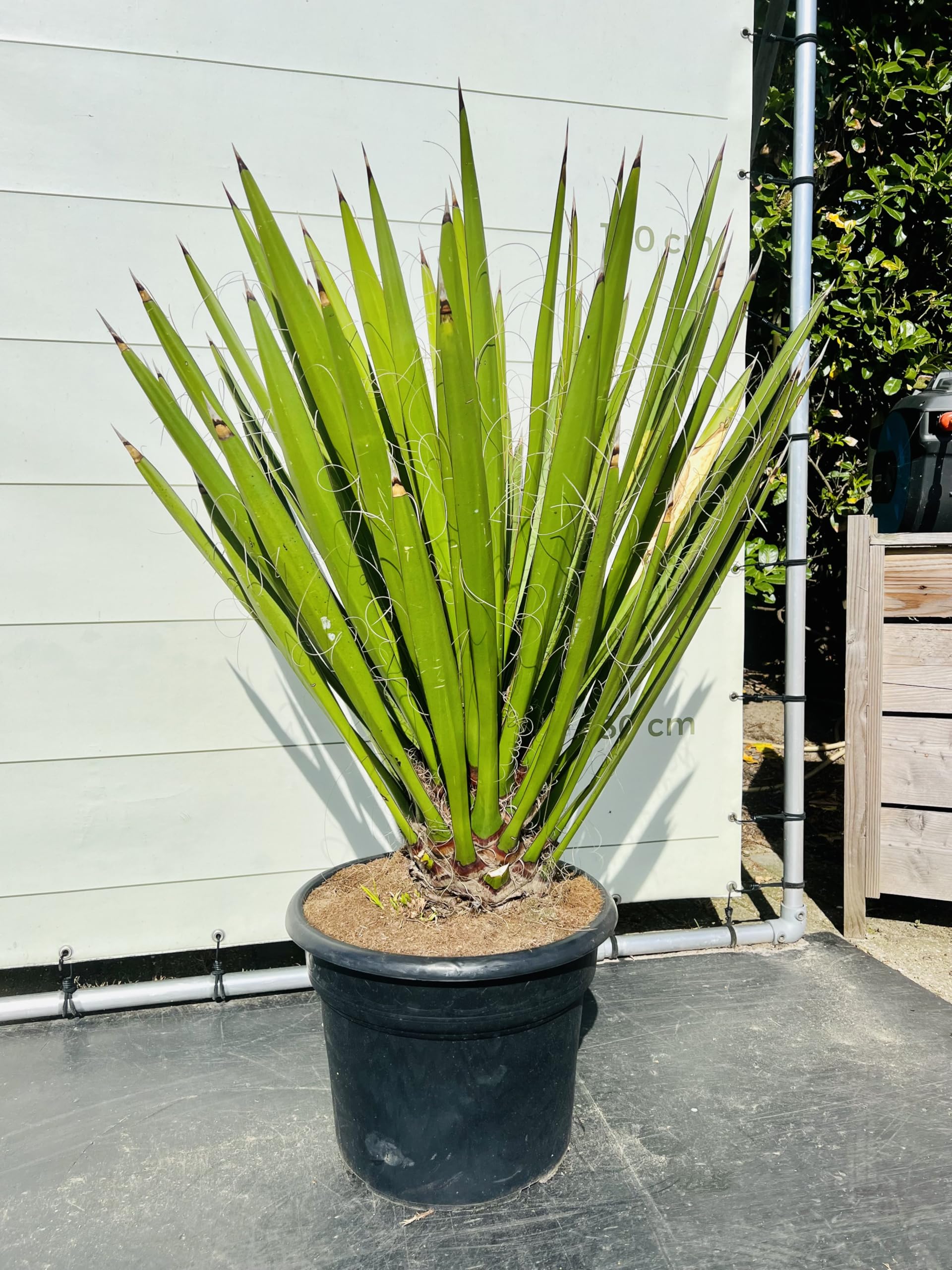 Tropictrees, Yucca Faxoniana Plante exotique du désert pour jardin et terrasse, résistante à l'hiver, facile d'entretien et décorative, parfaite pour les endroits secs, faxon yucca, 140 cm