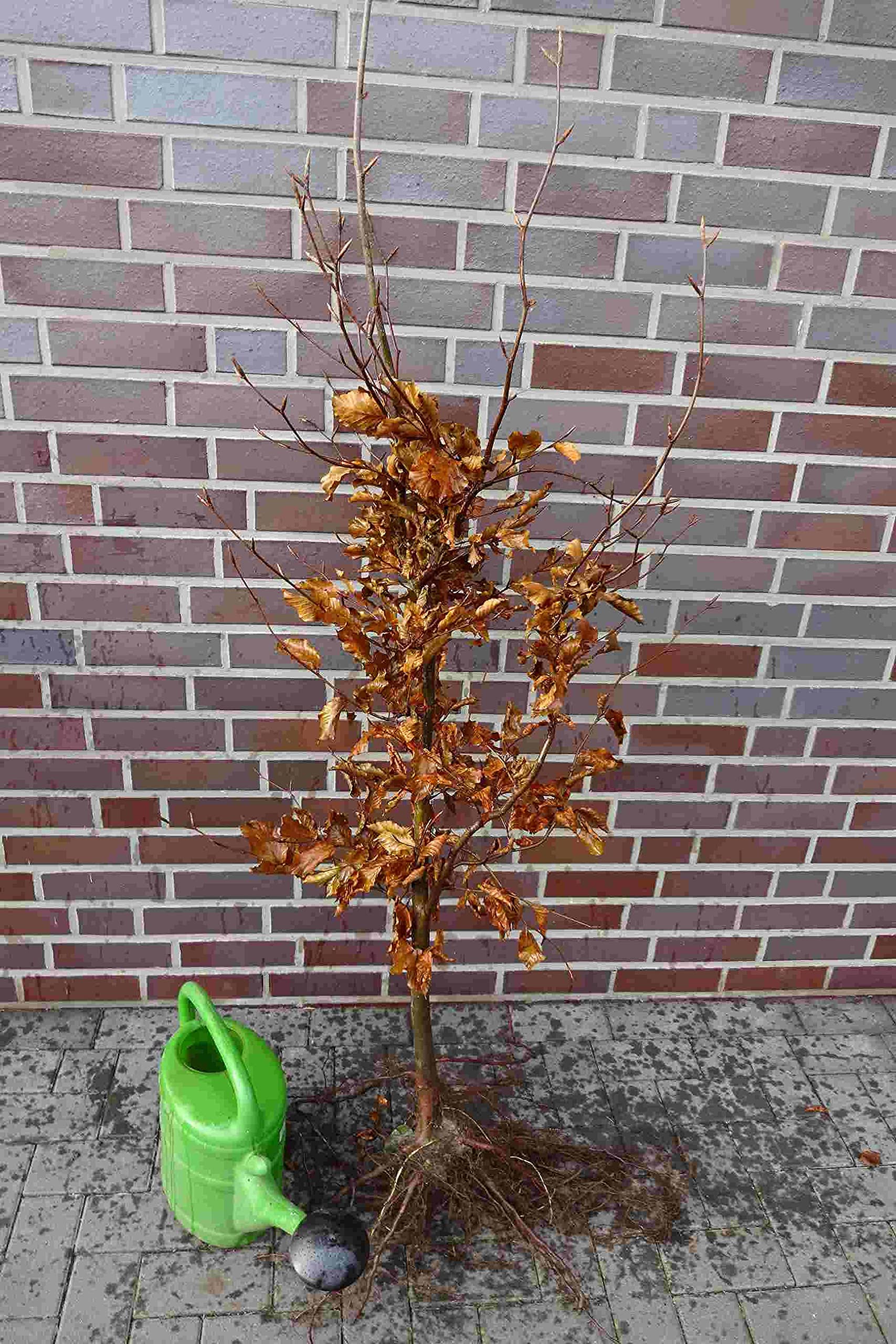 Rotbuchen 25t. 120-150cm Rotbuche Fagus sylvatica Wurzelware Heckenpflanzen