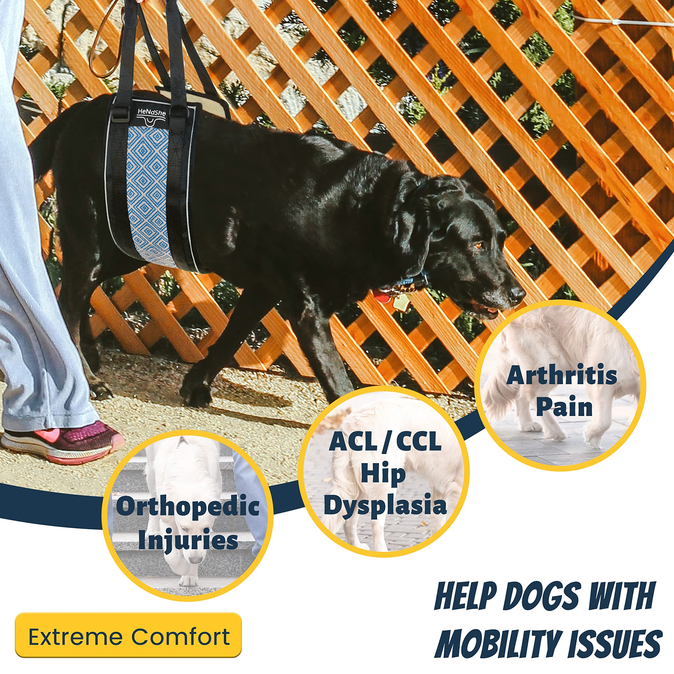 Why Does My Female Dog Lift Her Leg On Me