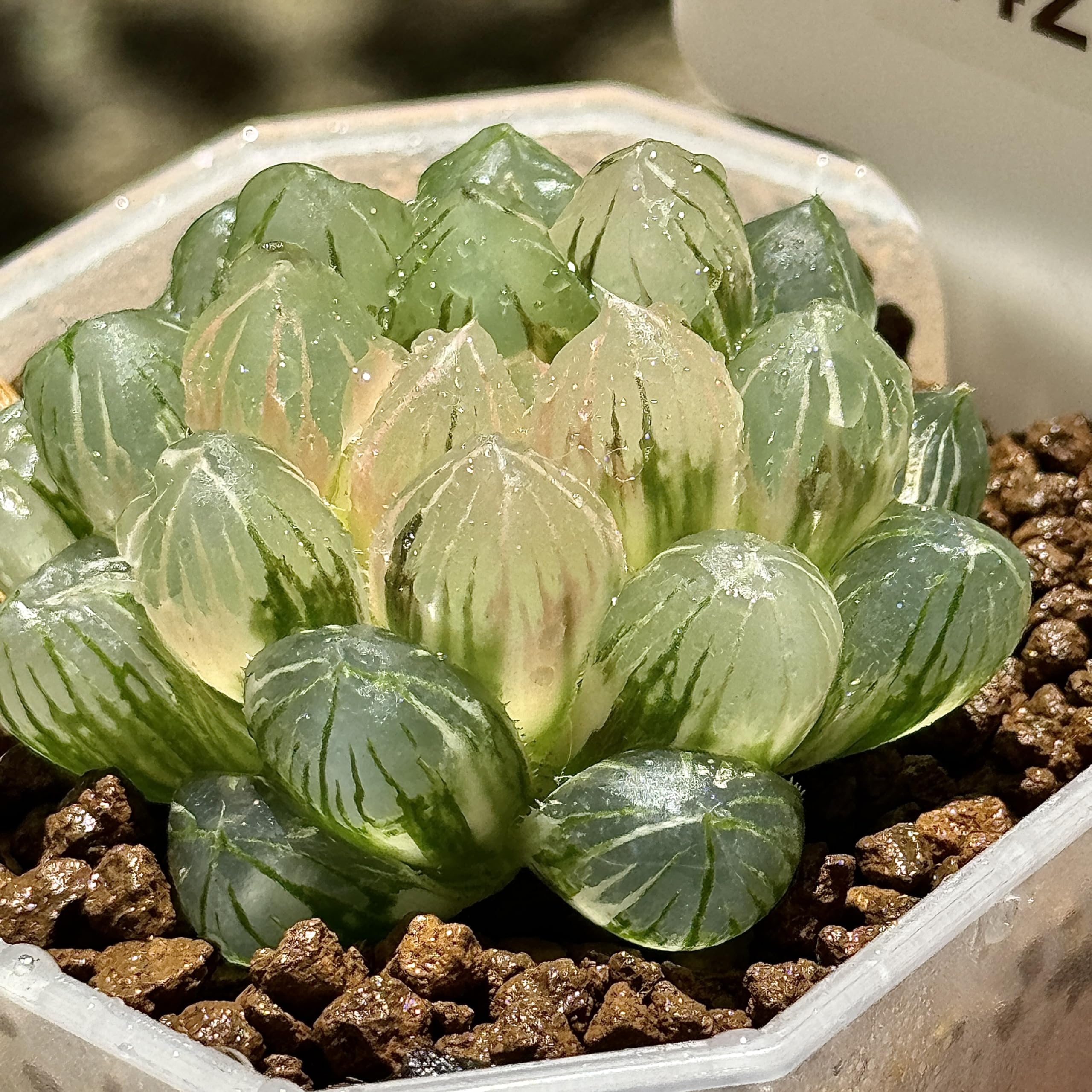 Amazon｜多肉植物 観葉植物 ハオルチア ハオルシア 紫王