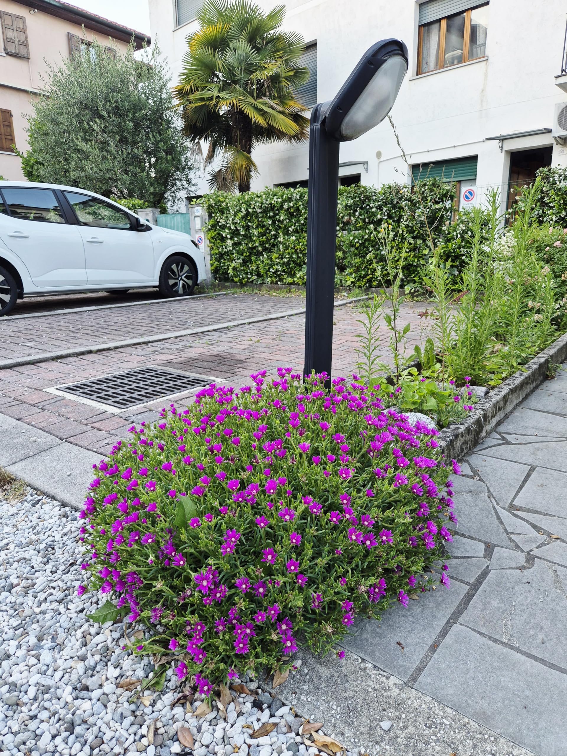 POWERS TO FLOWERS - DELOSPERMA FUCSIA, MESEMBRIANTEMO RIFIORENTE, 2 PIANTE IN VASO 14 cm DIAMETRO, piante vere