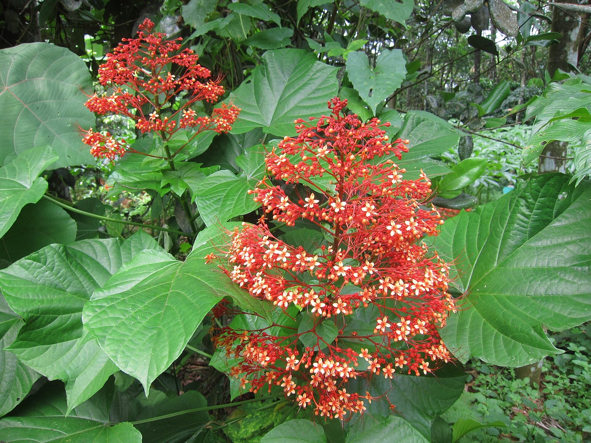 M-Tech Gardens Rare Herbal Ayurvedic Medicinal Plant 1 Live Plant (Krishnakireedam - Clerodendrum paniculatum) (B0CXDRQ4X9) Amazon Price History, Amazon Price Tracker