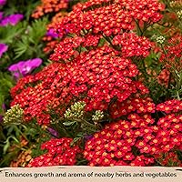 Vista 6 de KVITER 7000 semillas de milenrama roja (Achillea Millefolium Rubra) - Semillas de flores perennes para plantar en el exterior, reliquia y orgánicas