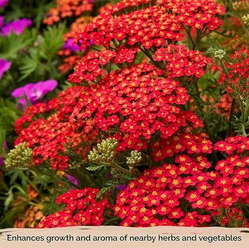 Miniatura 6 de KVITER 7000 semillas de milenrama roja (Achillea Millefolium Rubra) - Semillas de flores perennes para plantar en el exterior, reliquia y orgánicas