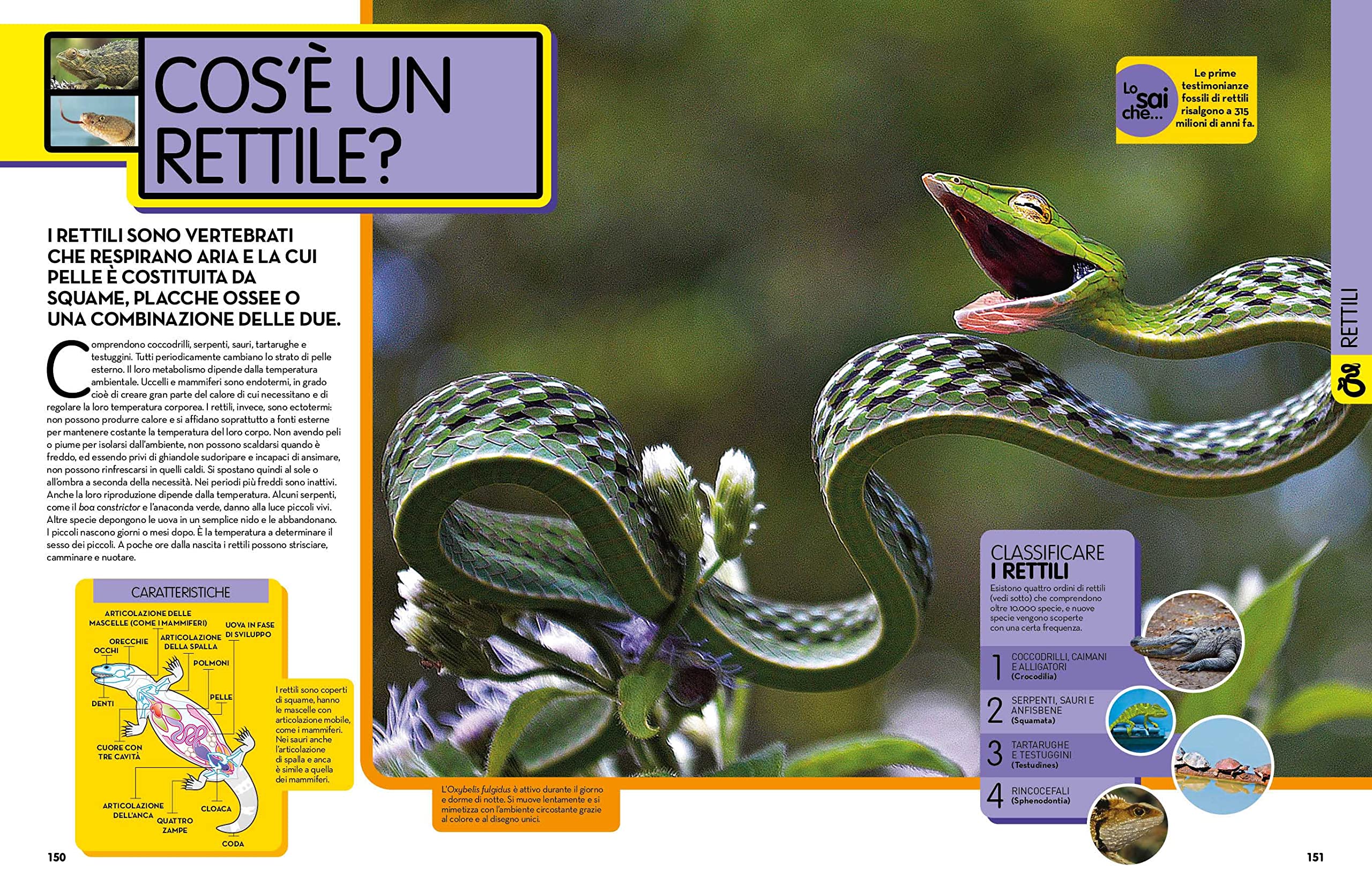 NATIONAL GEOGRAPHIC KIDS - La Grande Enciclopedia Degli Animali | Guida Illustrata per Bambini | Educazione e Divertimento | Scoperta della Fauna