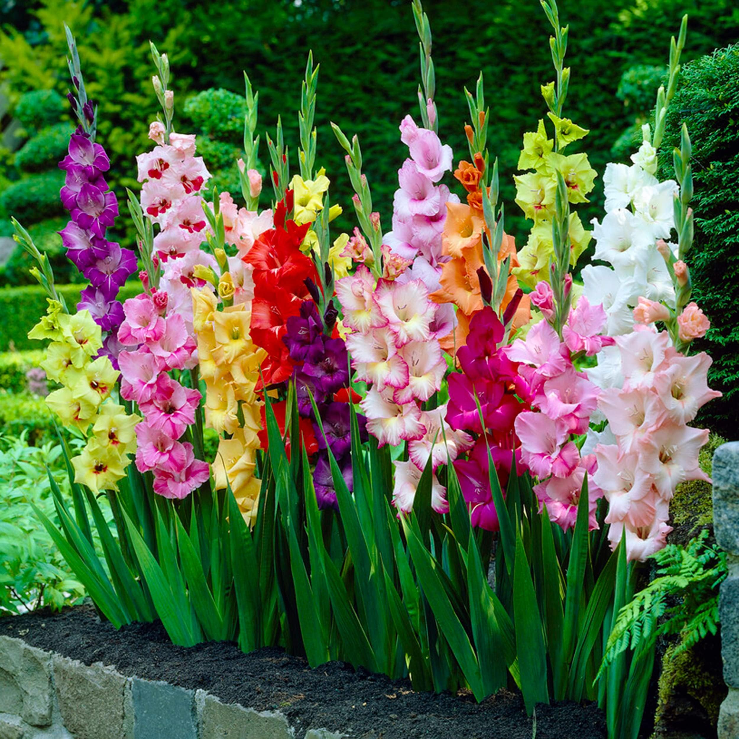 Garden State Bulb Rainbow Mix Gladiolus Flower Bulbs for Planting, 10/12cm, Spring (Bag of 75)