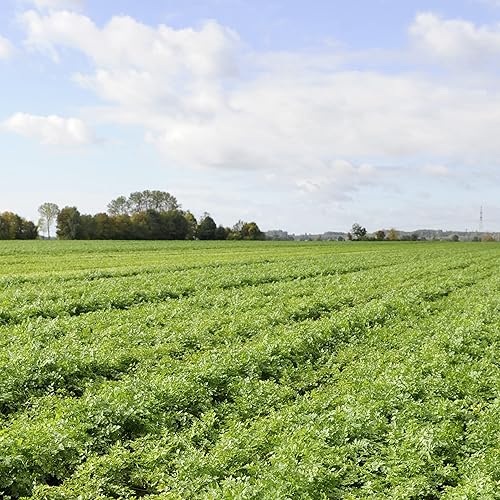 Miniatura 9 de Platos de acompañamiento a base de arroz de Knorr